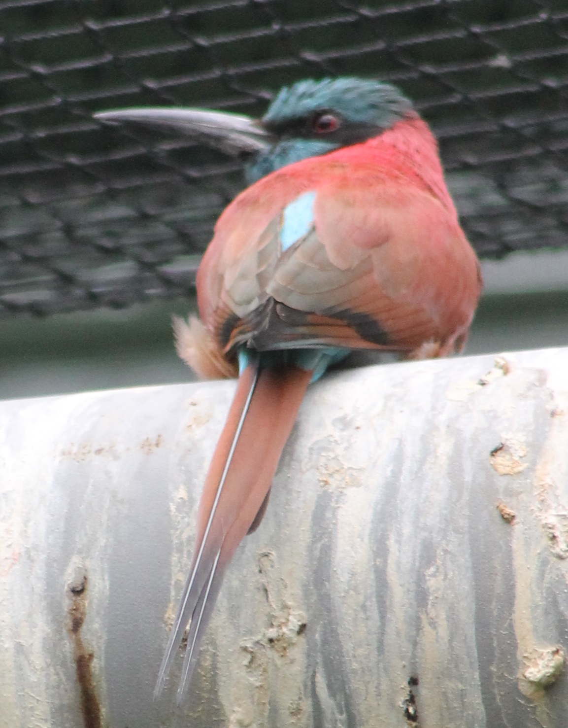 Carmine bee-eater