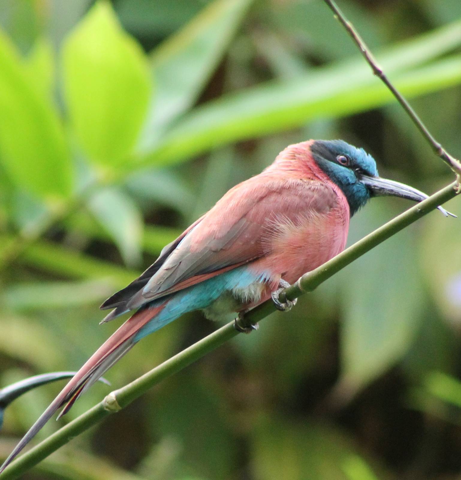 Carmine bee-eater
