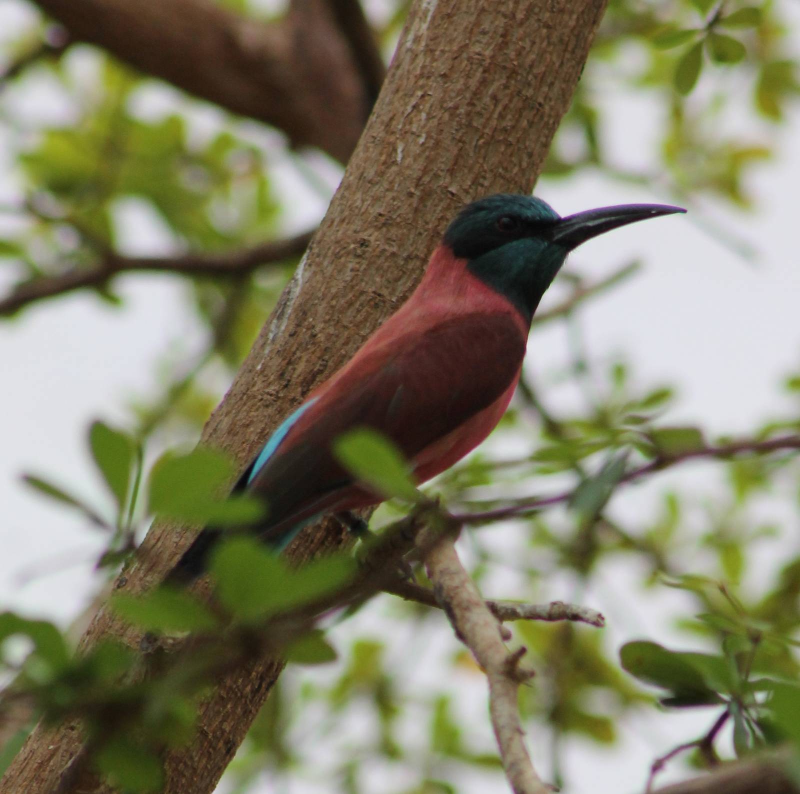 Carmine bee-eater