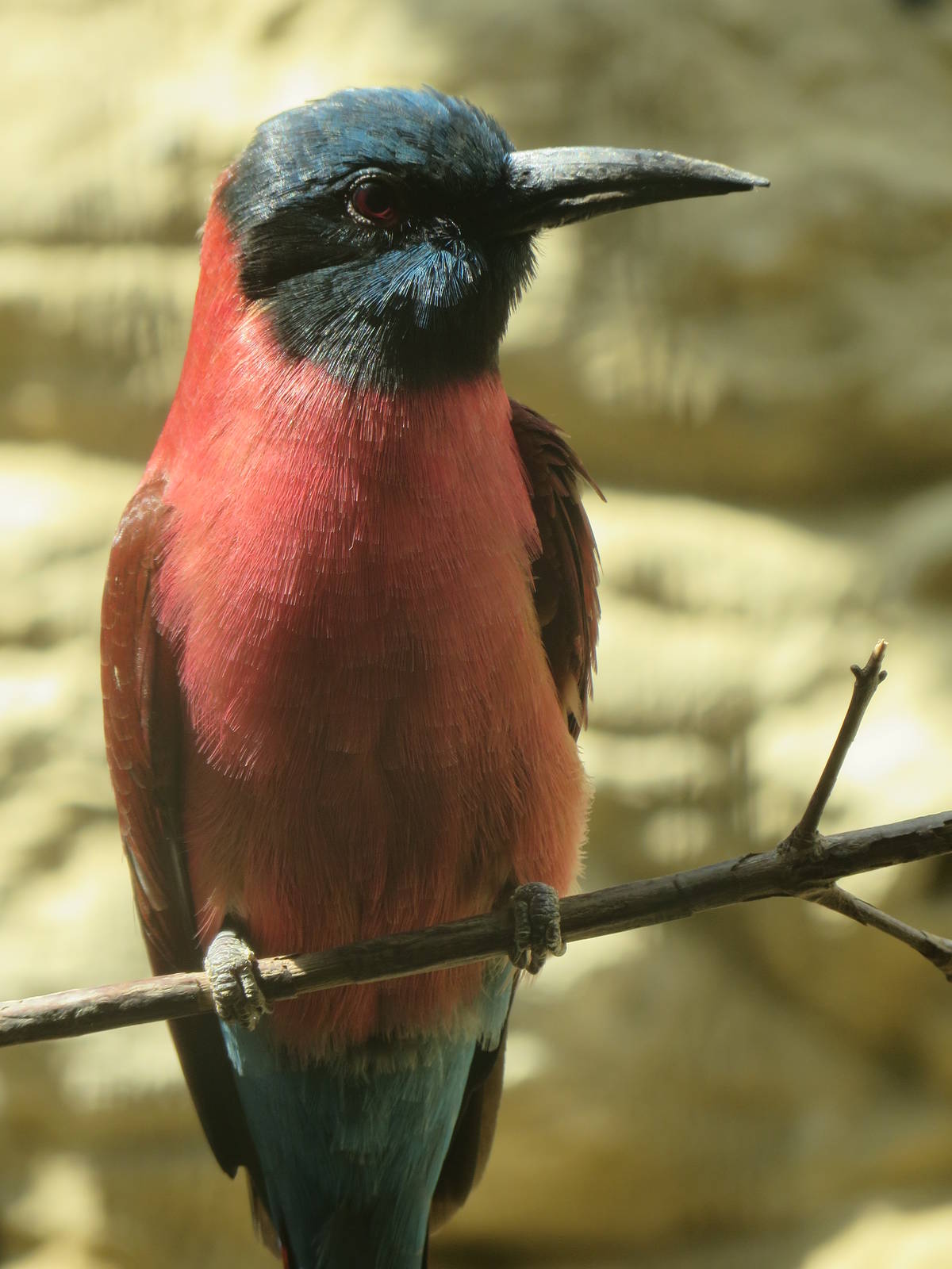 Carmine bee-eater