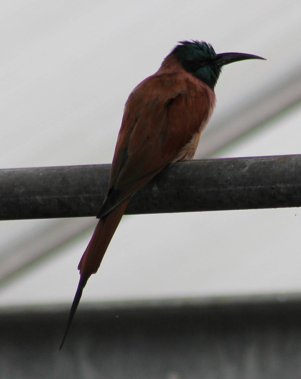 Carmine bee-eater