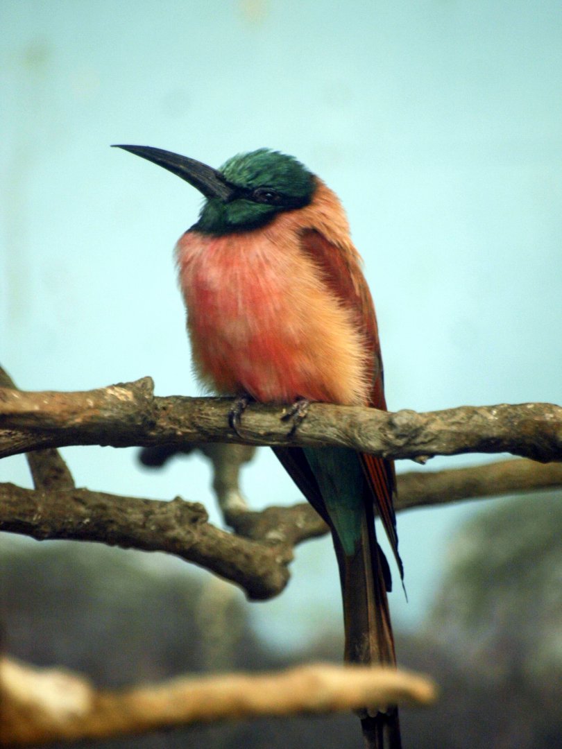 Carmine bee eater