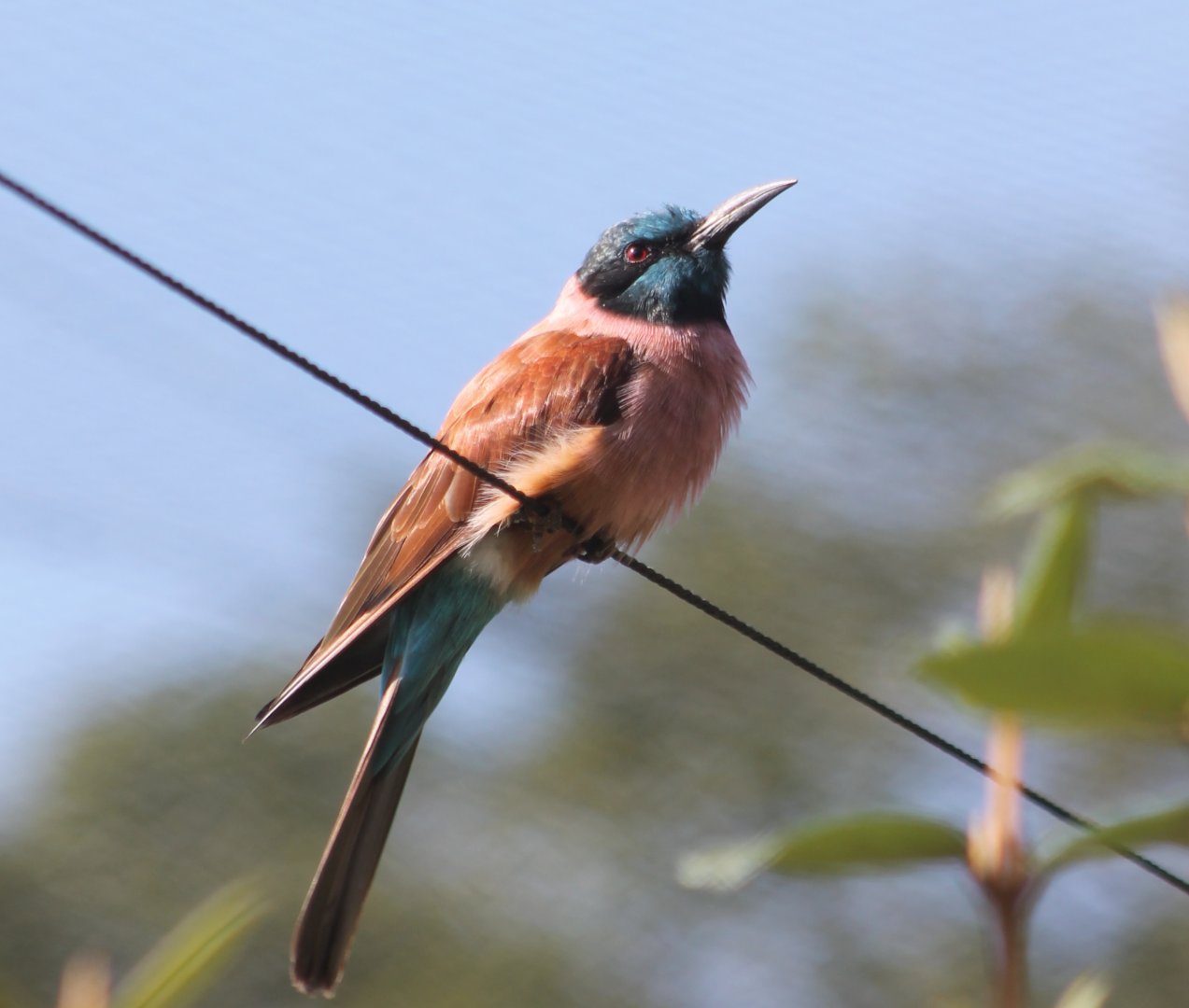 Carmine bee-eater