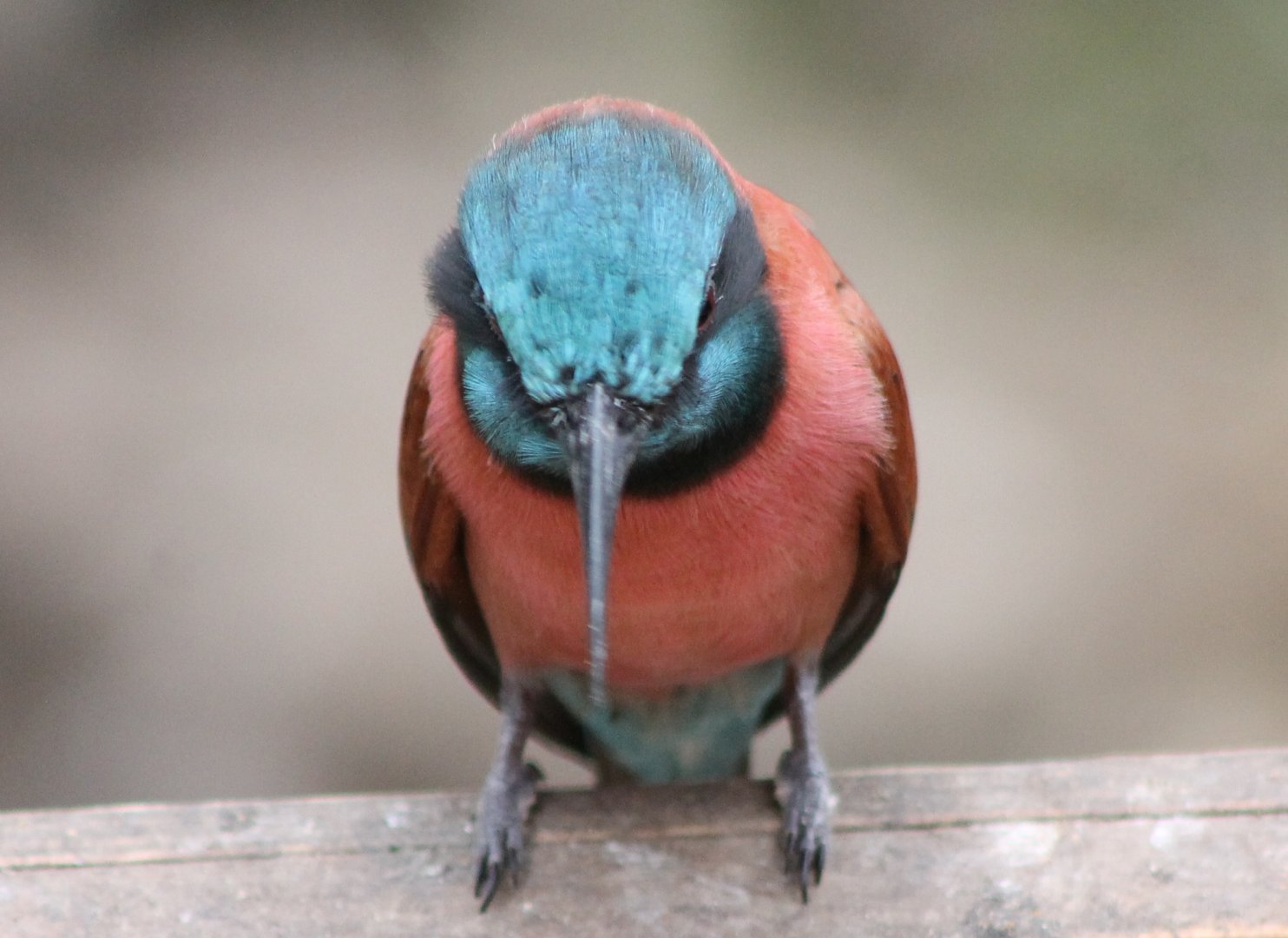 Carmine bee-eater