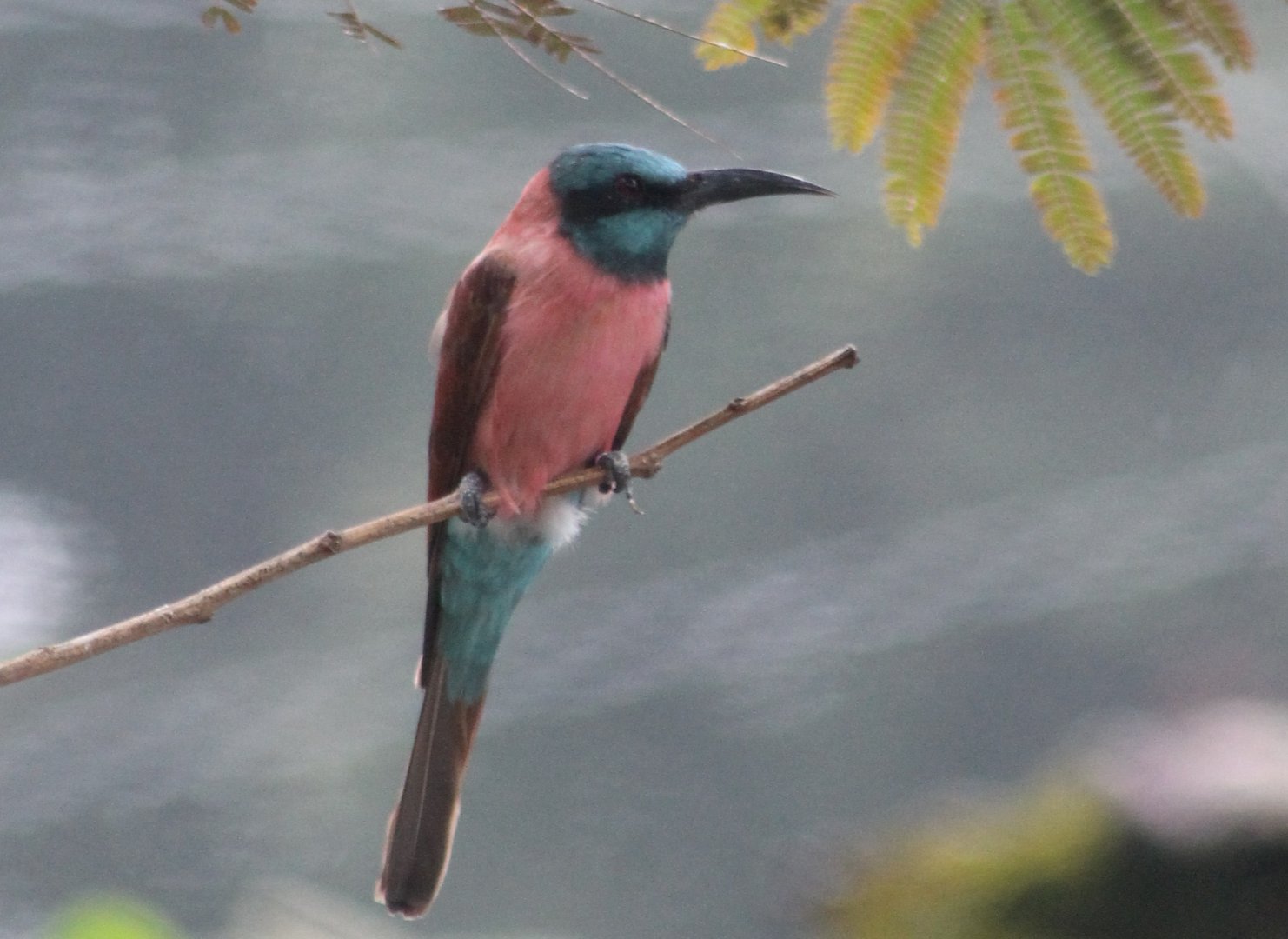 Carmine bee-eater