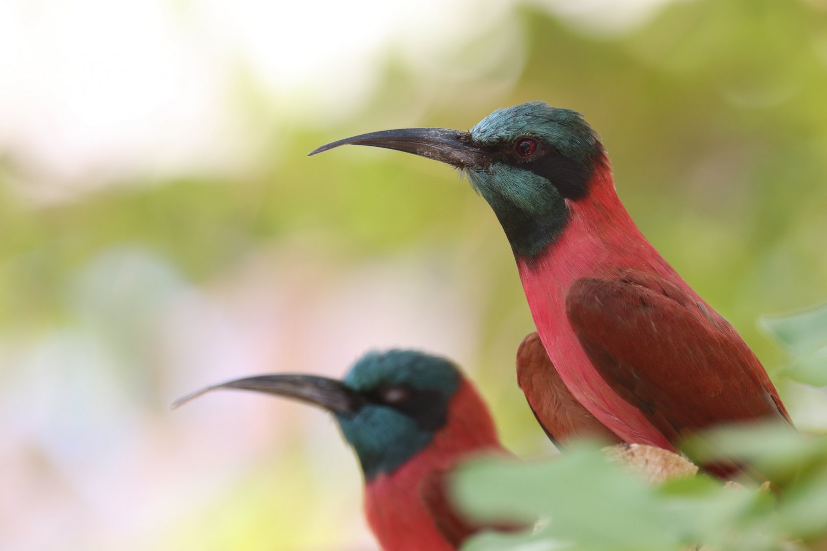 Carmine bee-eater
