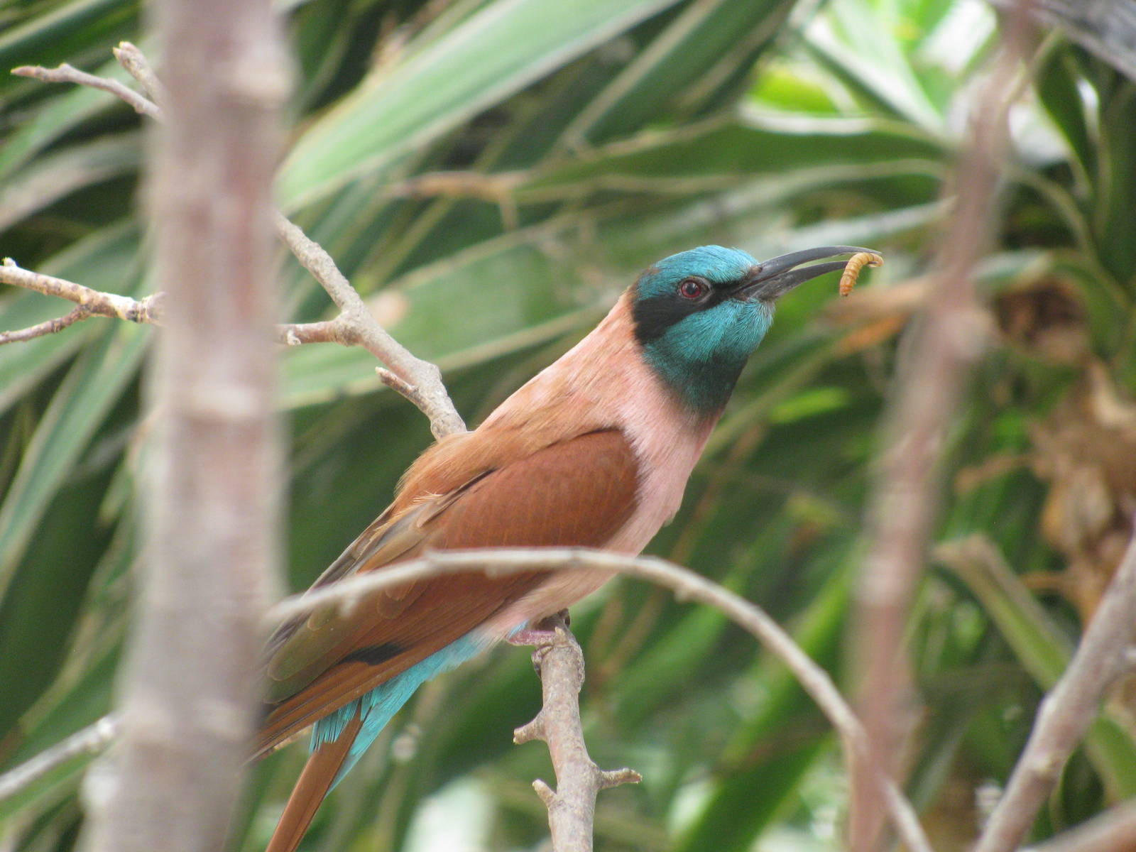 Carmine Bee Eater