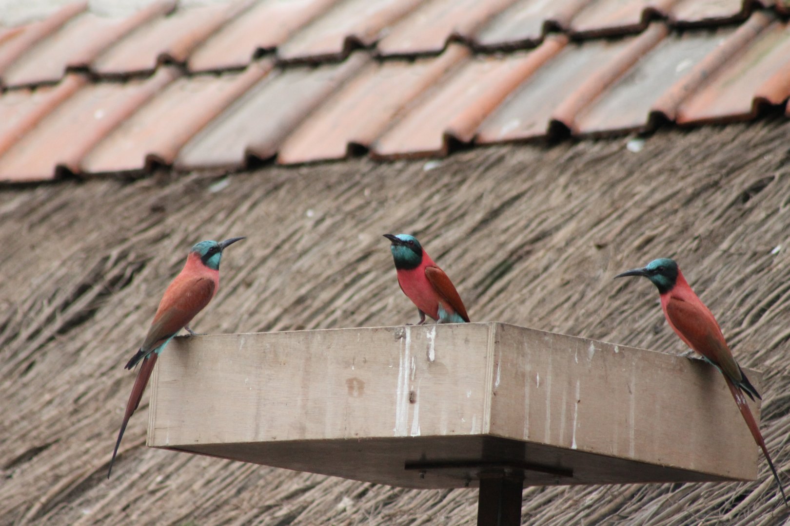 Carmine bee-eaters at feeding-place