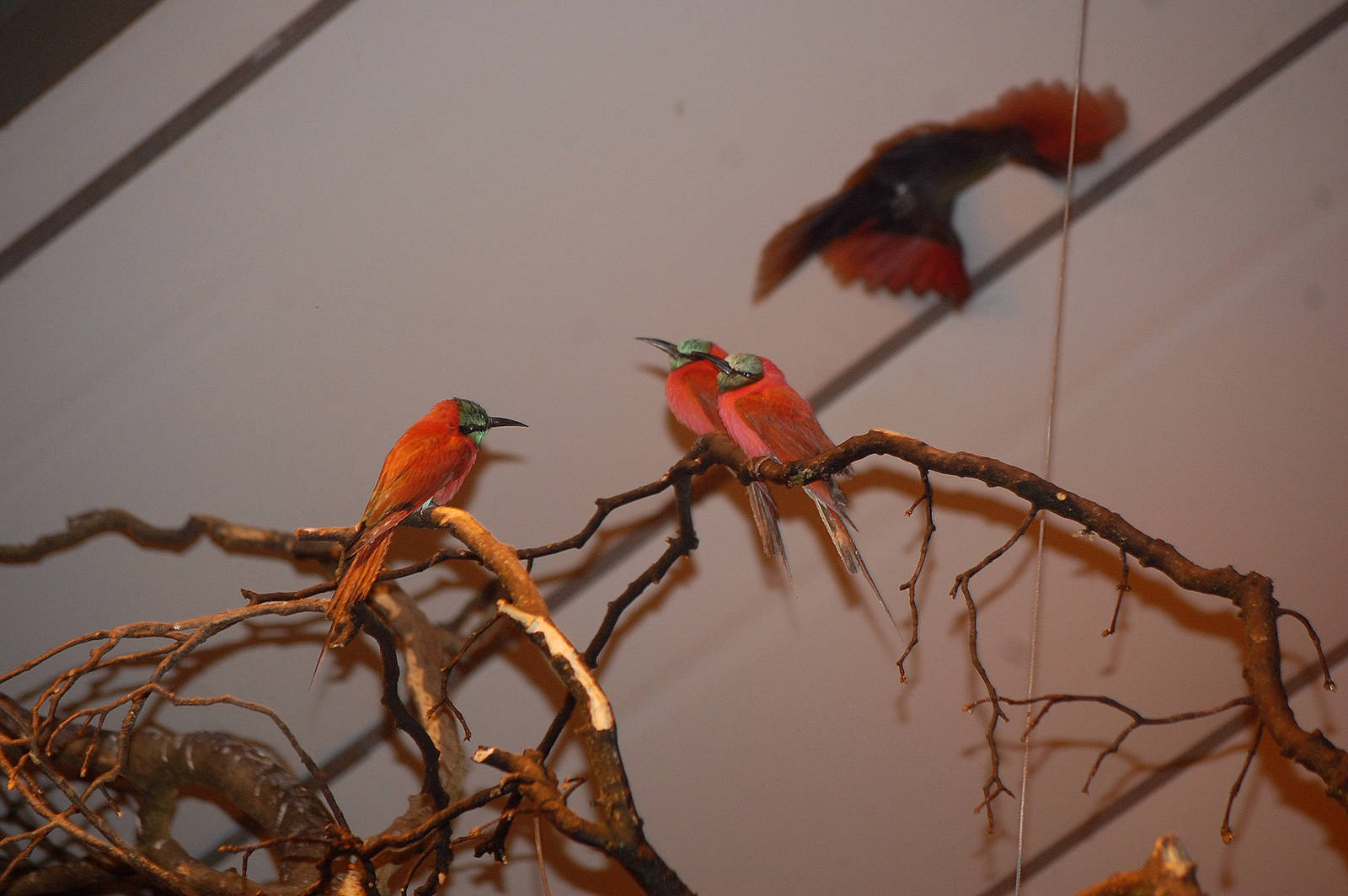 Carmine Bee Eaters