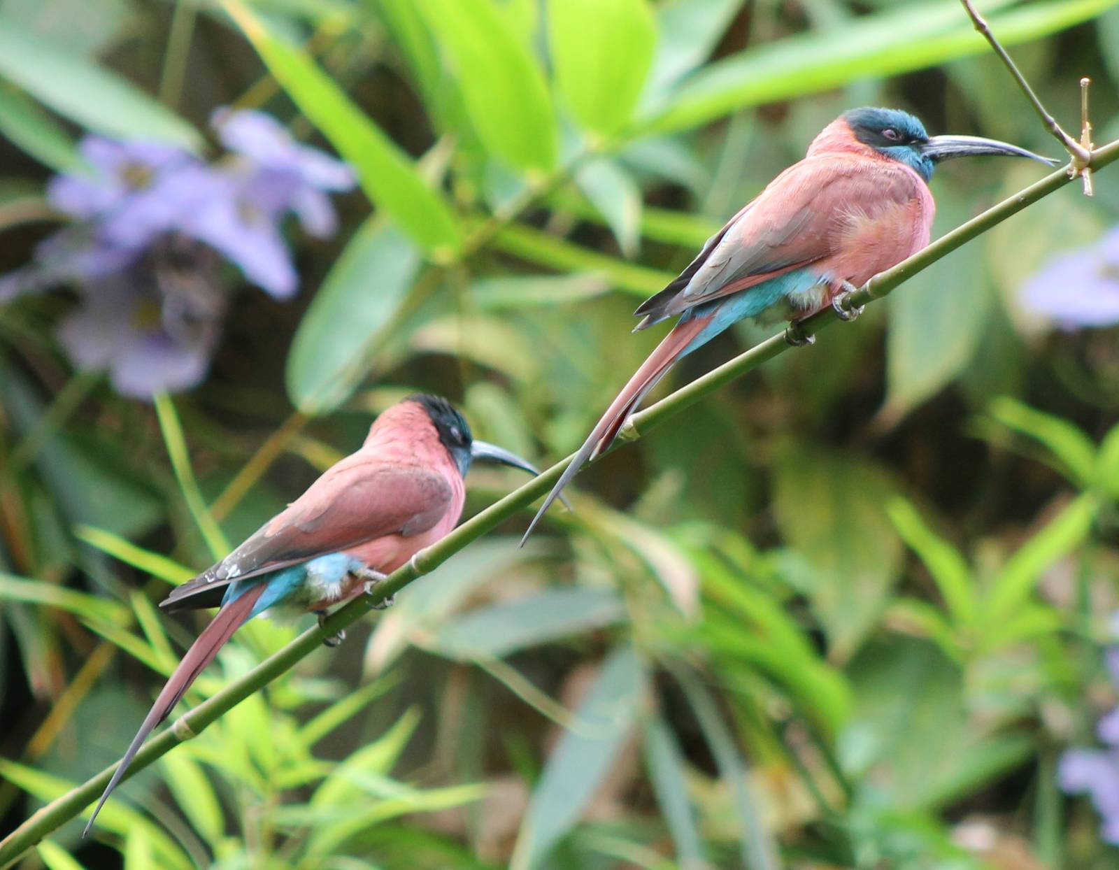 Carmine bee-eaters