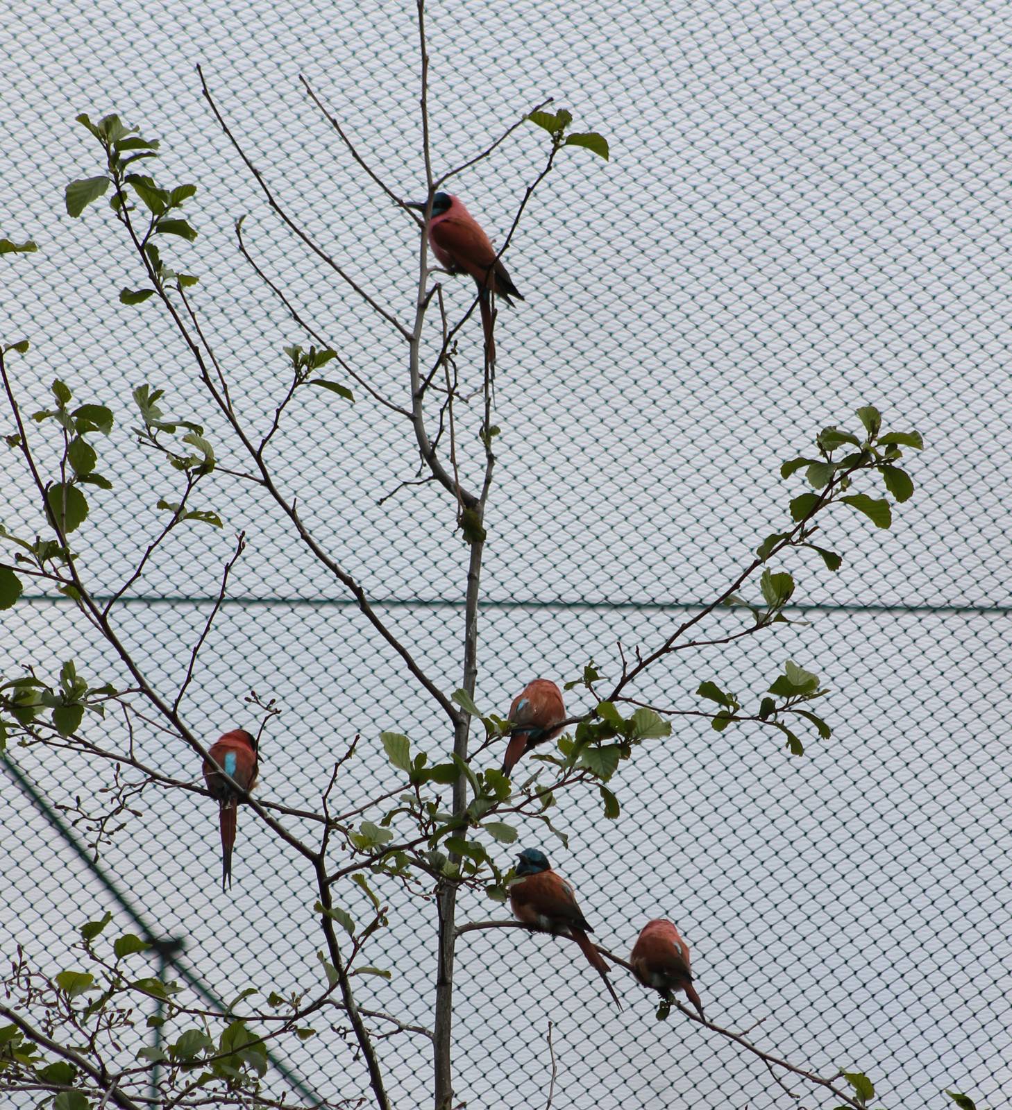 Carmine bee-eaters