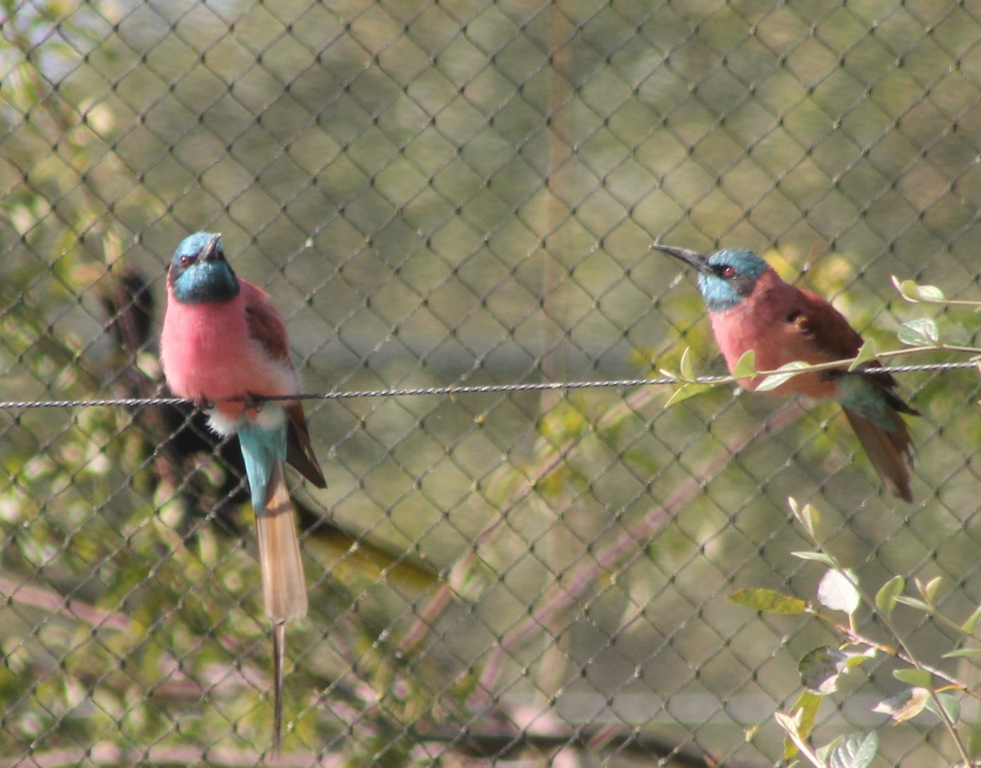Carmine bee-eaters