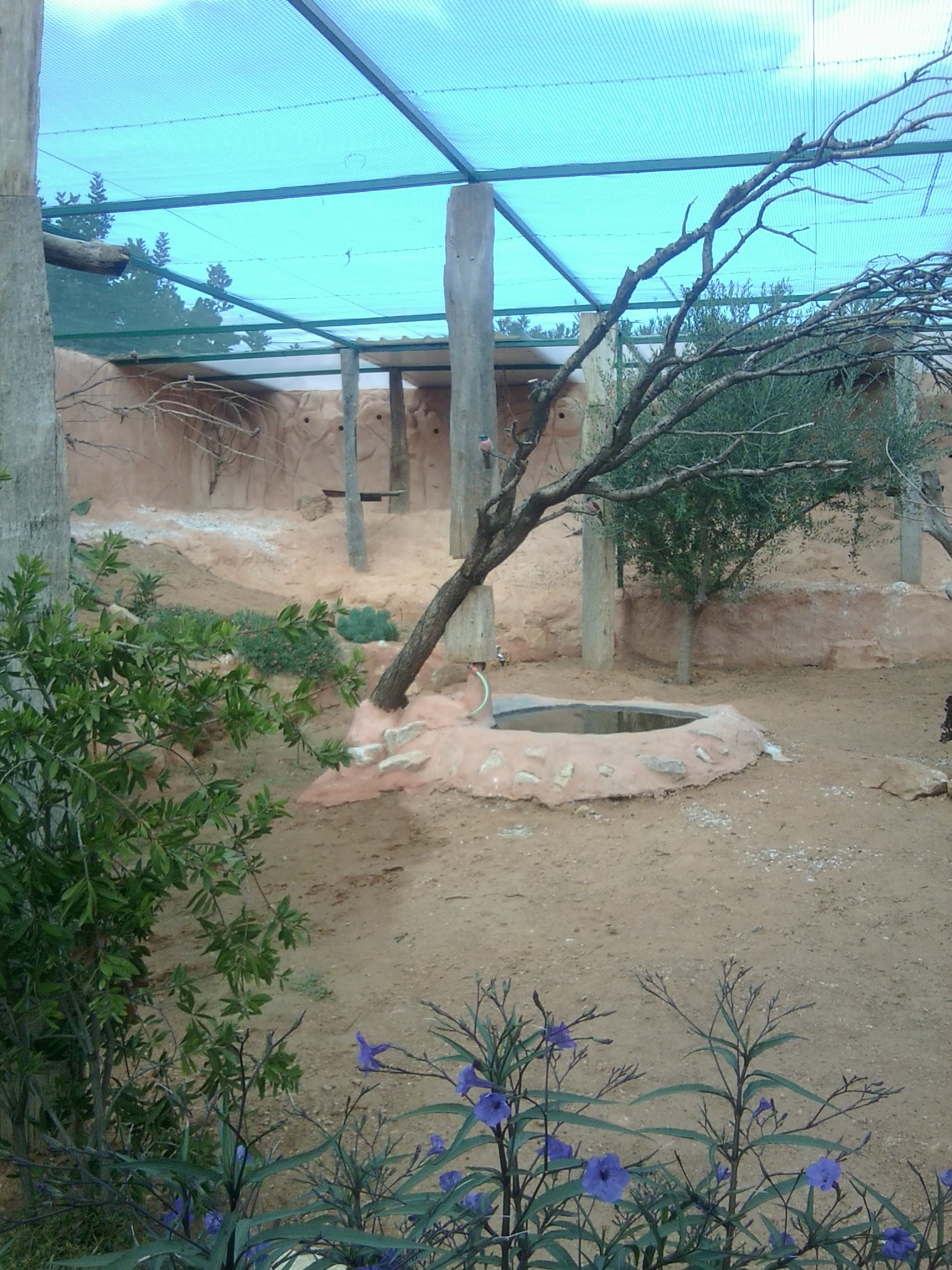 Carmine beeater enclosure