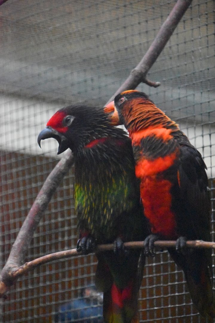 Carmine fronted and Dusky lories