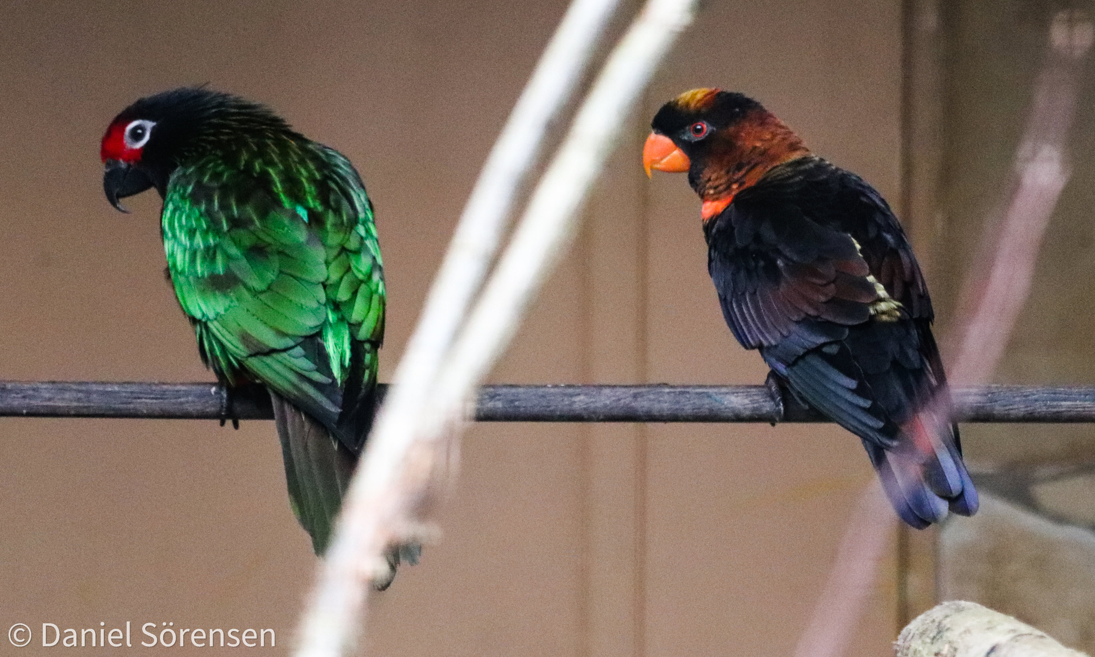 Carmine-fronted lory (Chalcopsitta scintillata rubrifrons) and Dusky lory (Pseudeos fuscata)