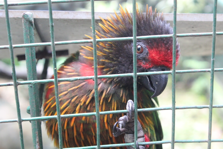 Carmine-fronted lory (Chalcopsitta scintillata rubrifrons) - Bird Park