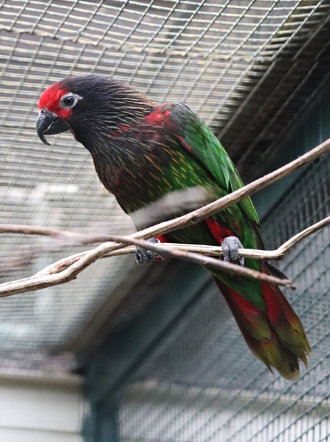Carmine-fronted lory (Chalcopsitta scintillata rubrifrons)