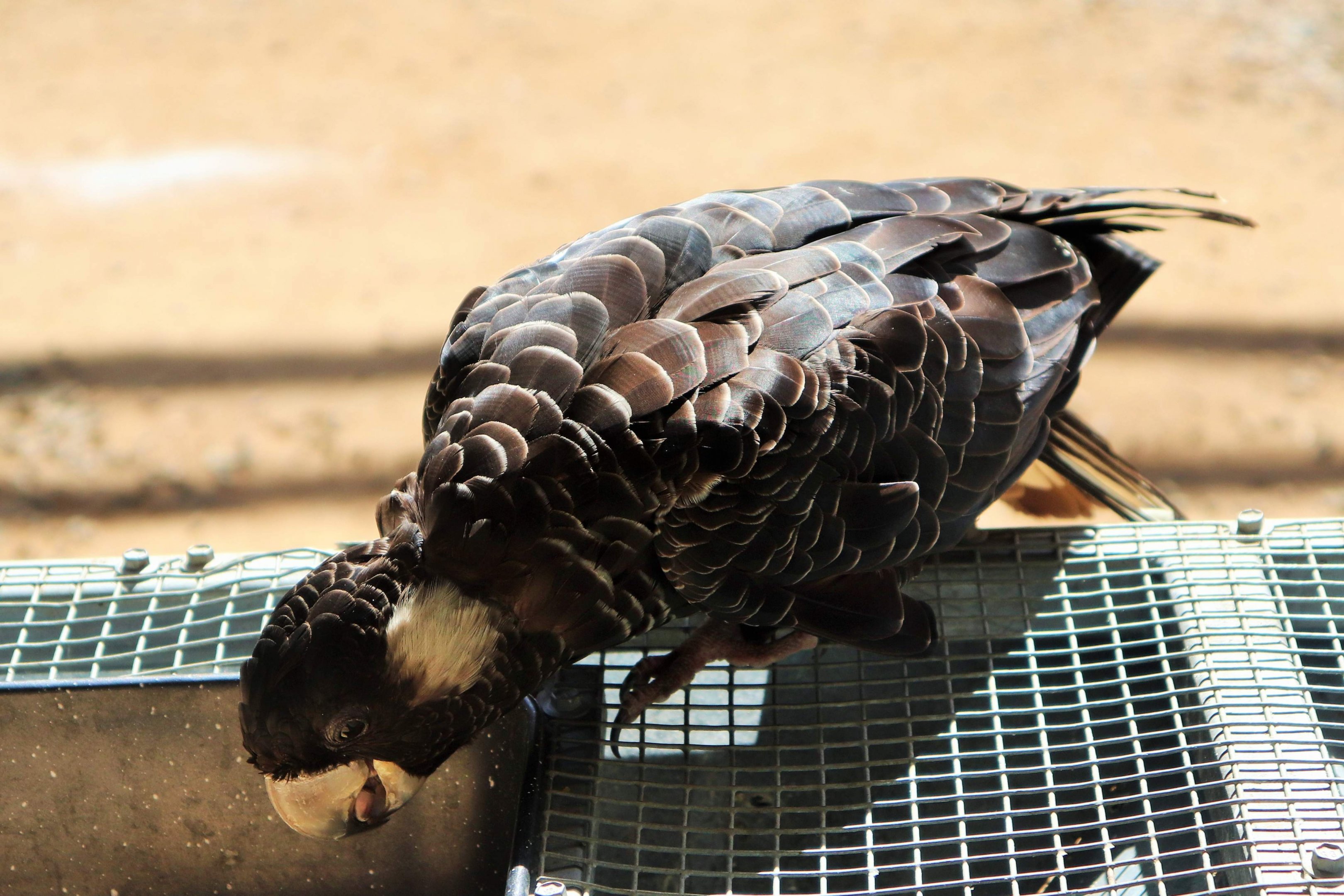 Carnaby's Black Cockatoo (Calyptorhynchus latirostris)