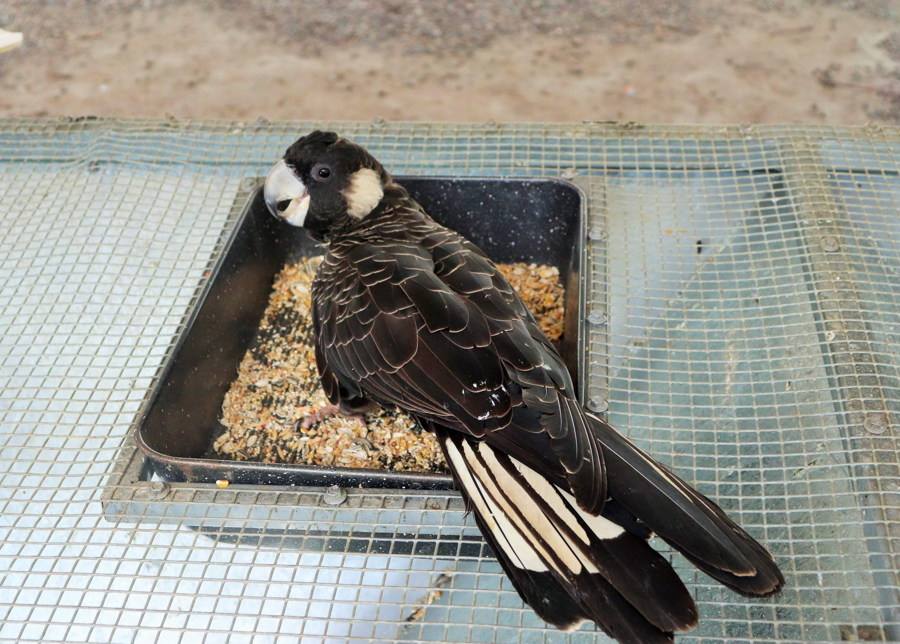 Carnaby's Black Cockatoo (Calyptorhynchus latirostris)