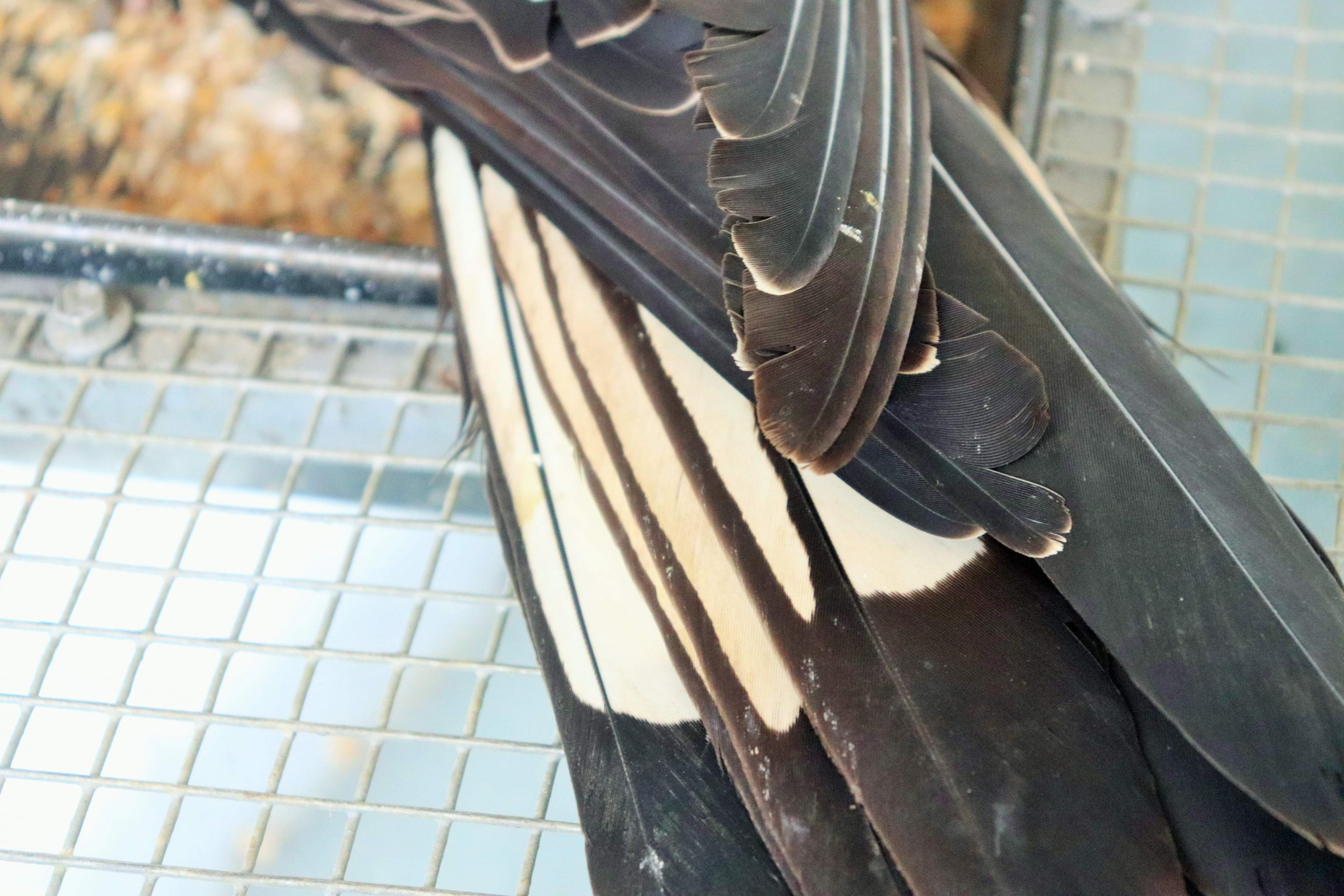 Carnaby's Black Cockatoo- White Tail Panels