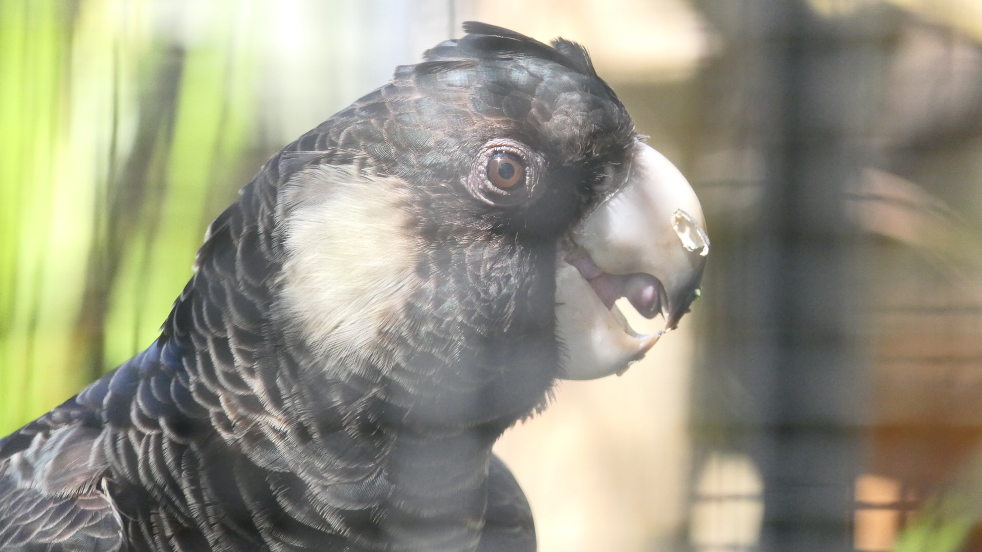 Carnaby's Black-Cockatoo