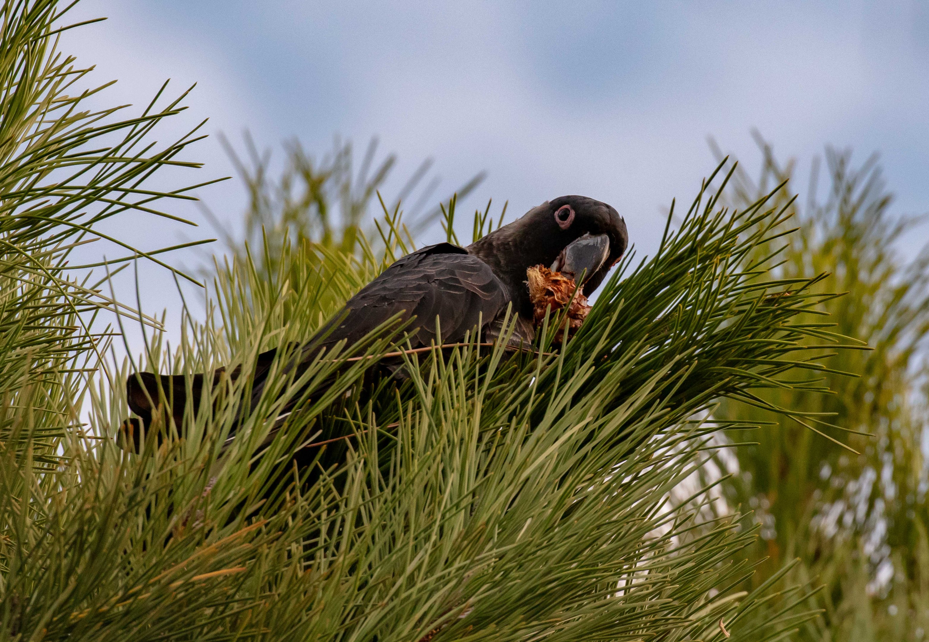 Carnaby's Black Cockatoo