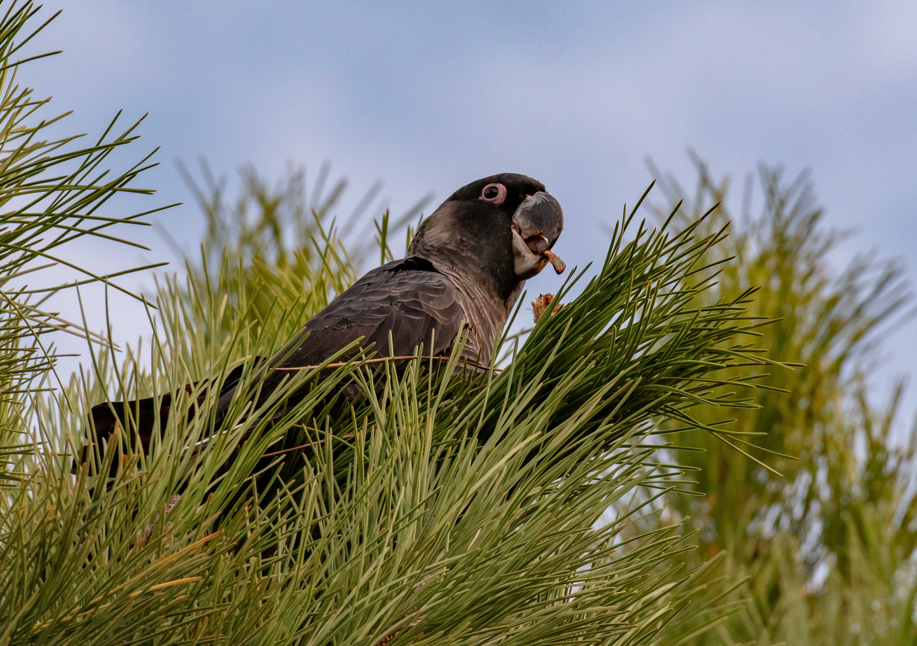 Carnaby's Black Cockatoo