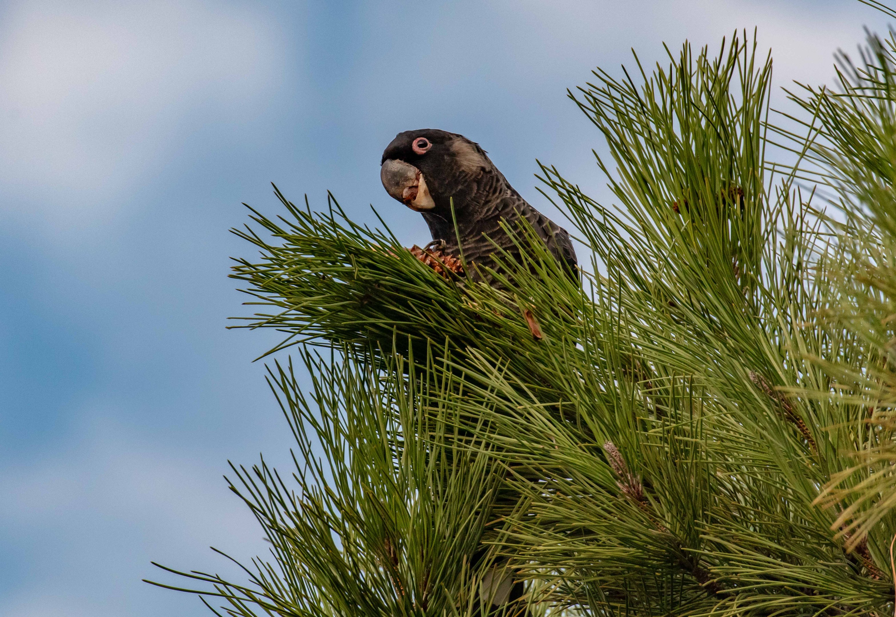 Carnaby's Black Cockatoo