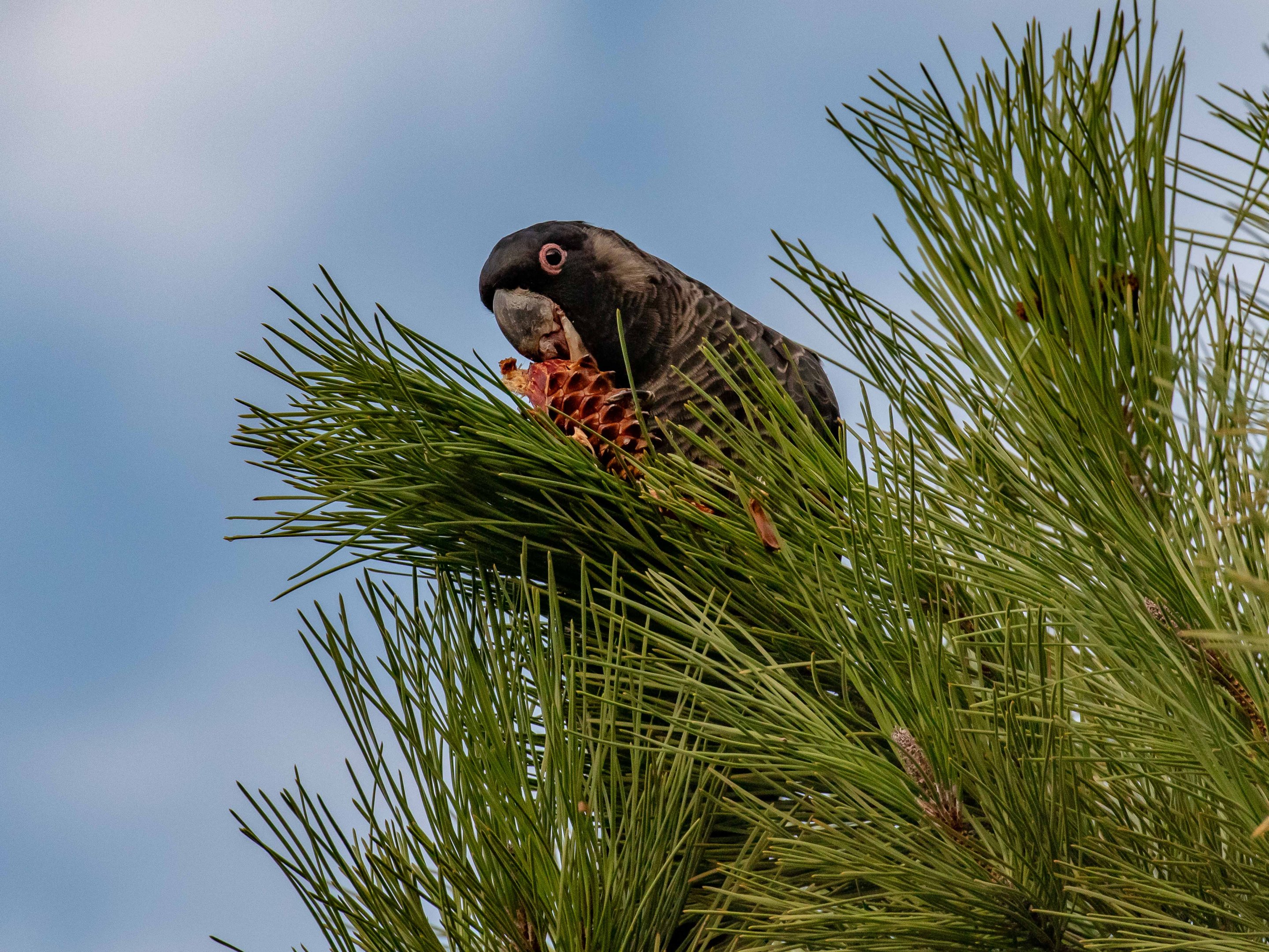 Carnaby's Black Cockatoo