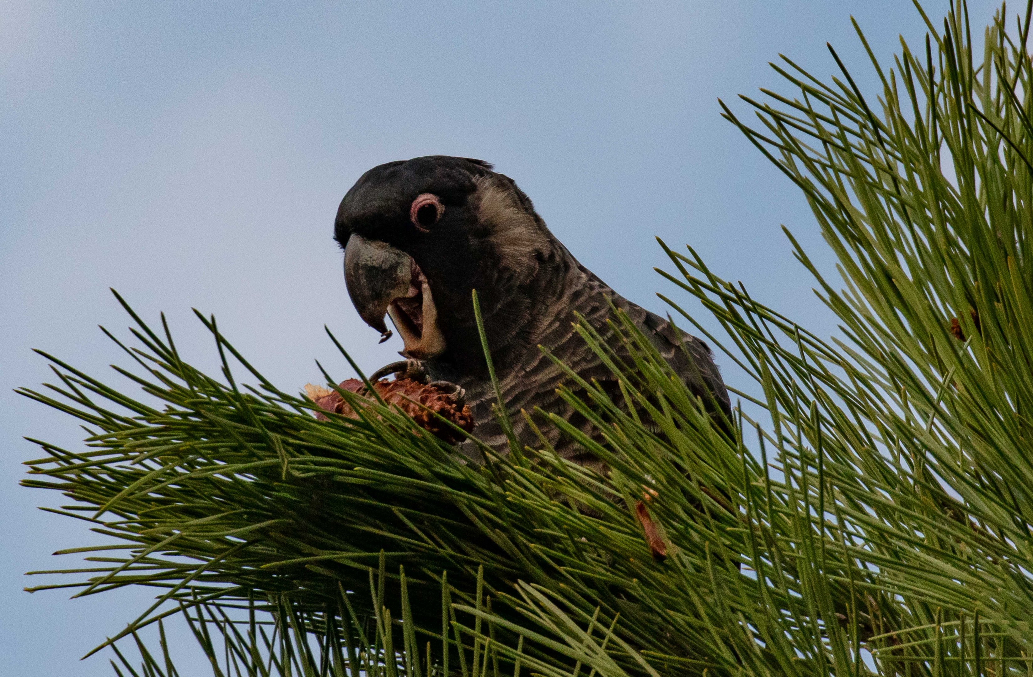 Carnaby's Black Cockatoo