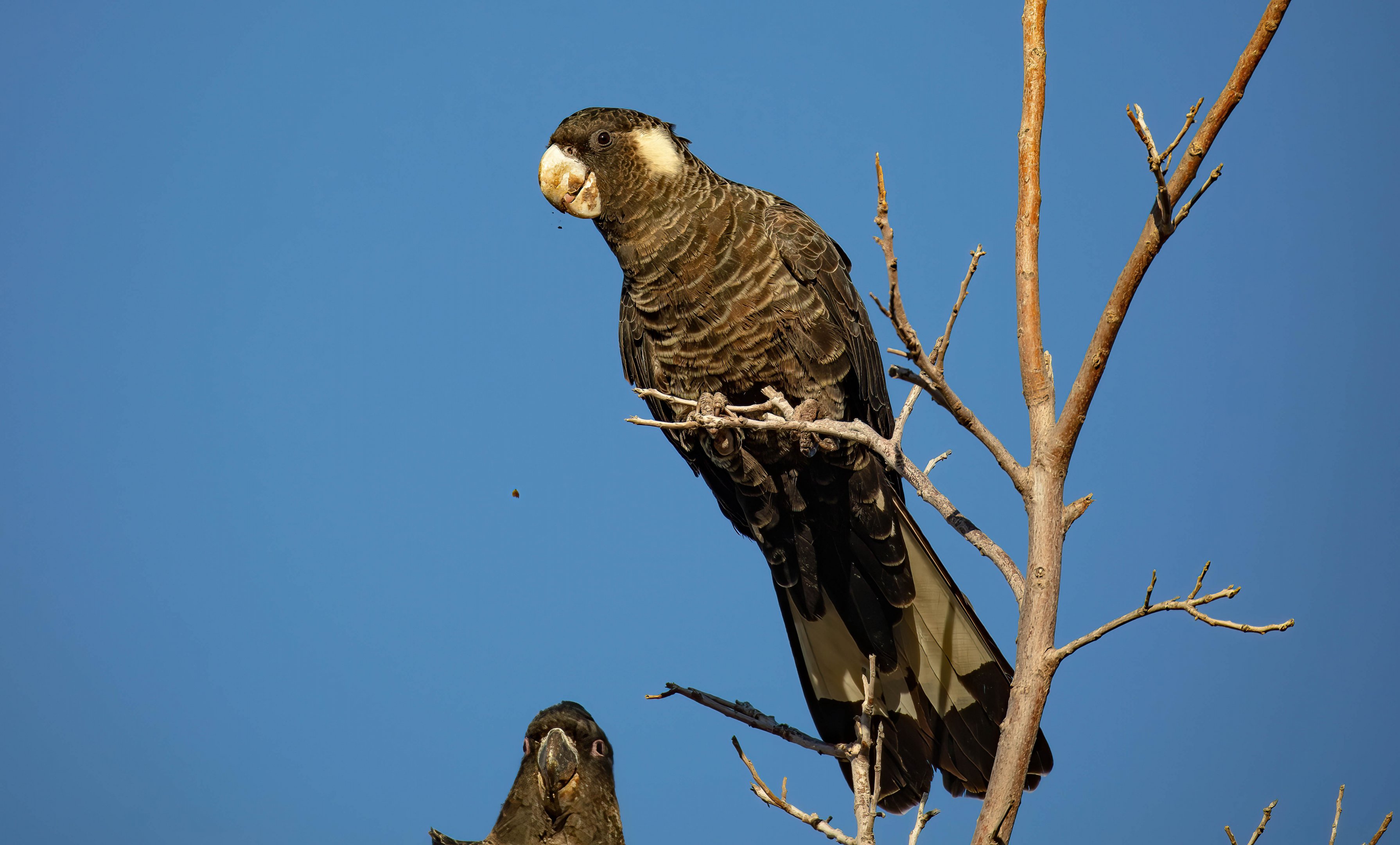 Carnaby's Black Cockatoo