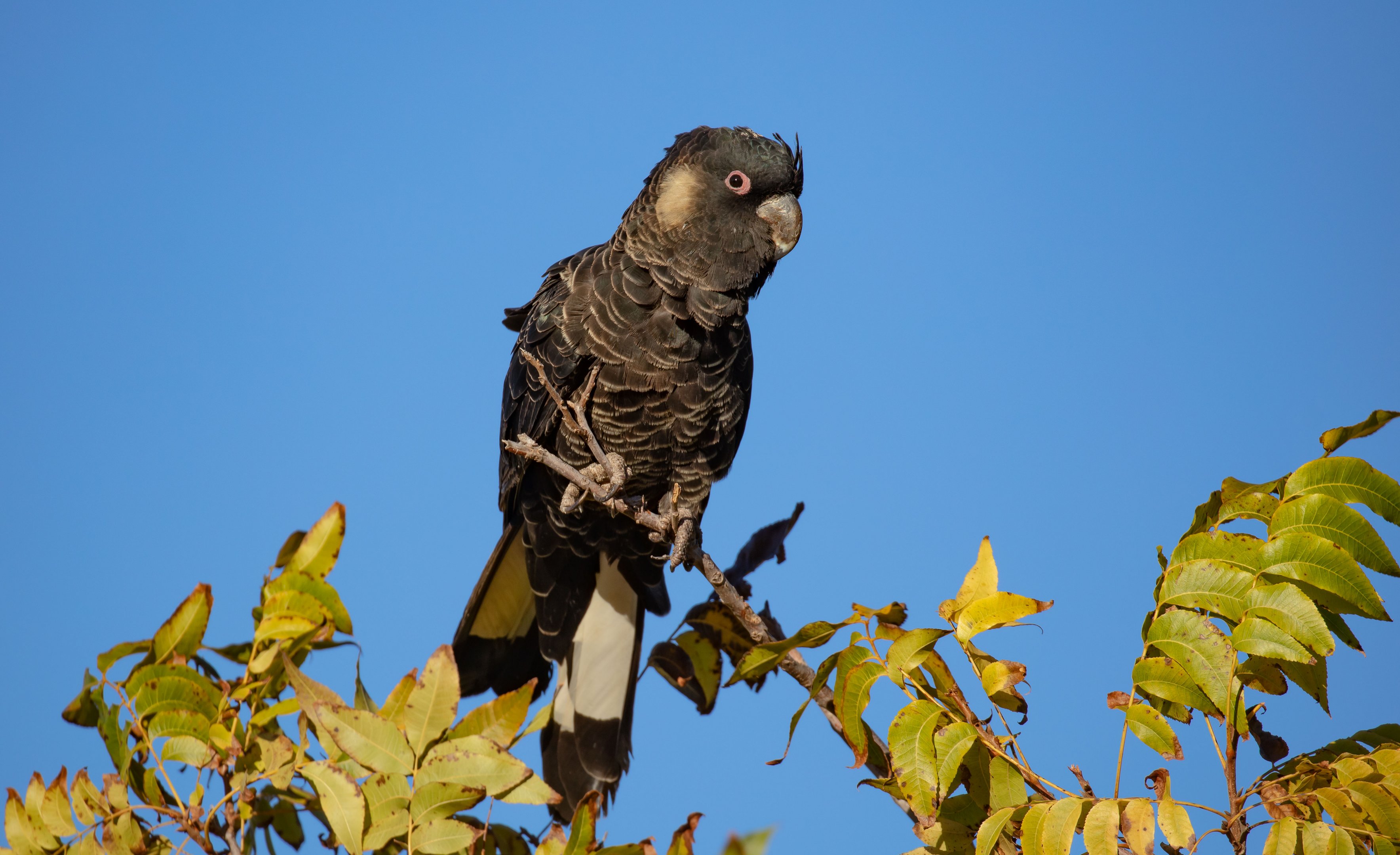 Carnaby's Black Cockatoo