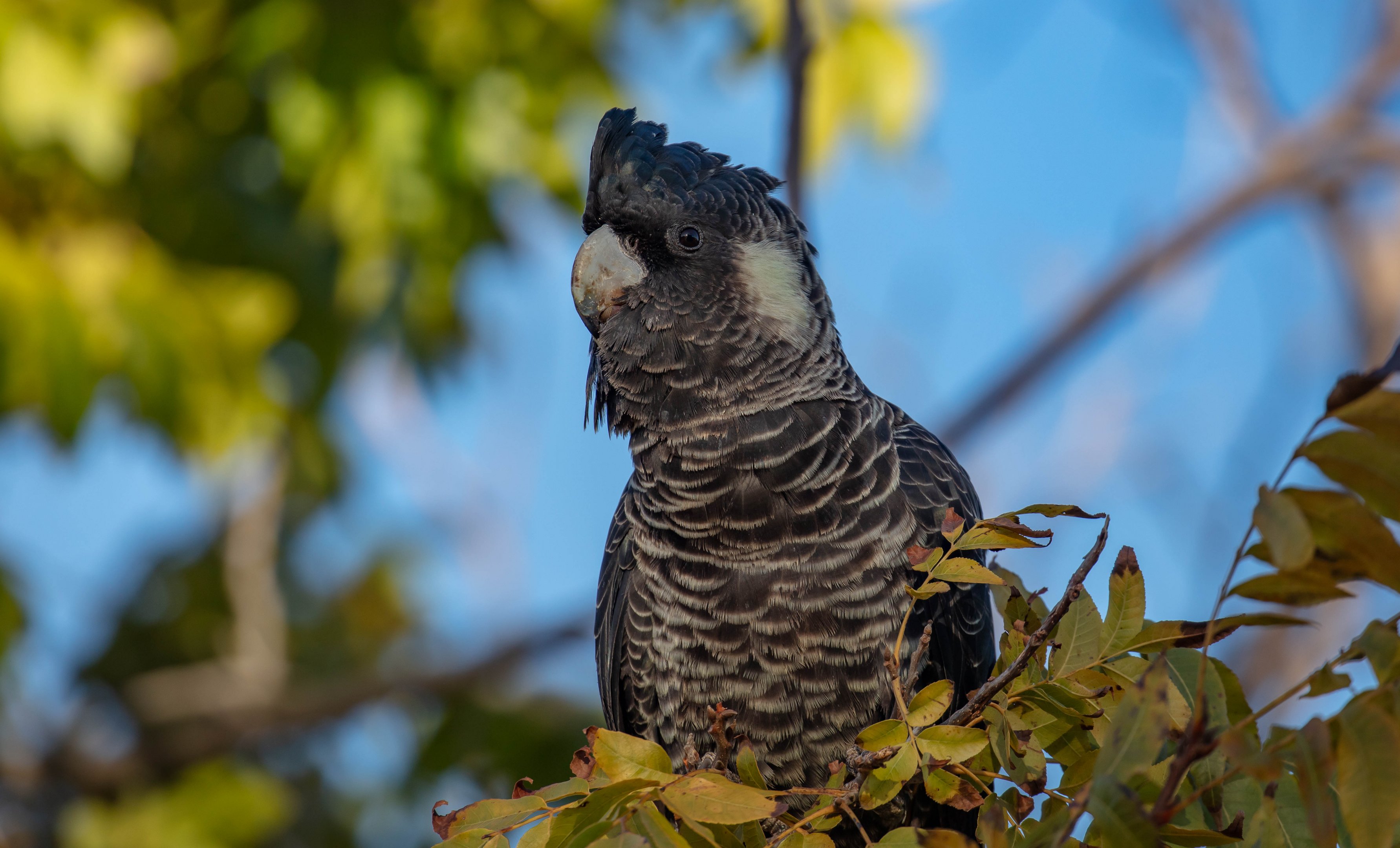 Carnaby's Black Cockatoo