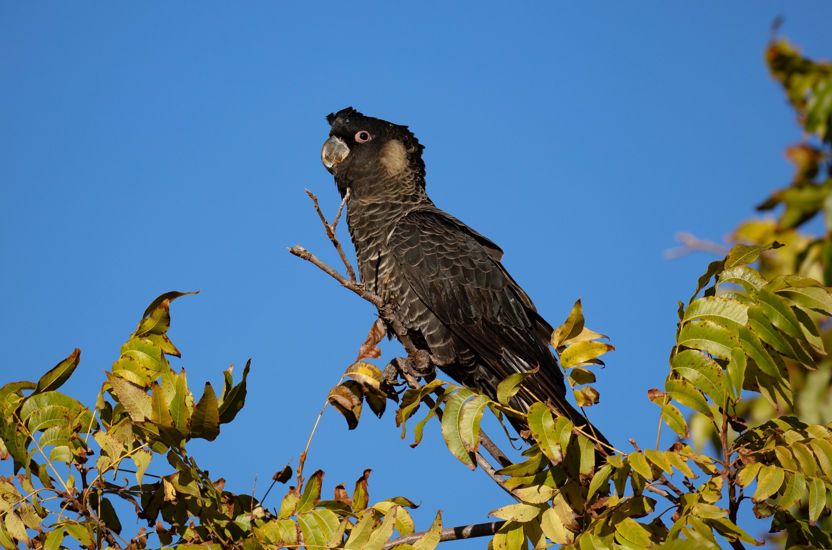Carnaby's Black Cockatoo