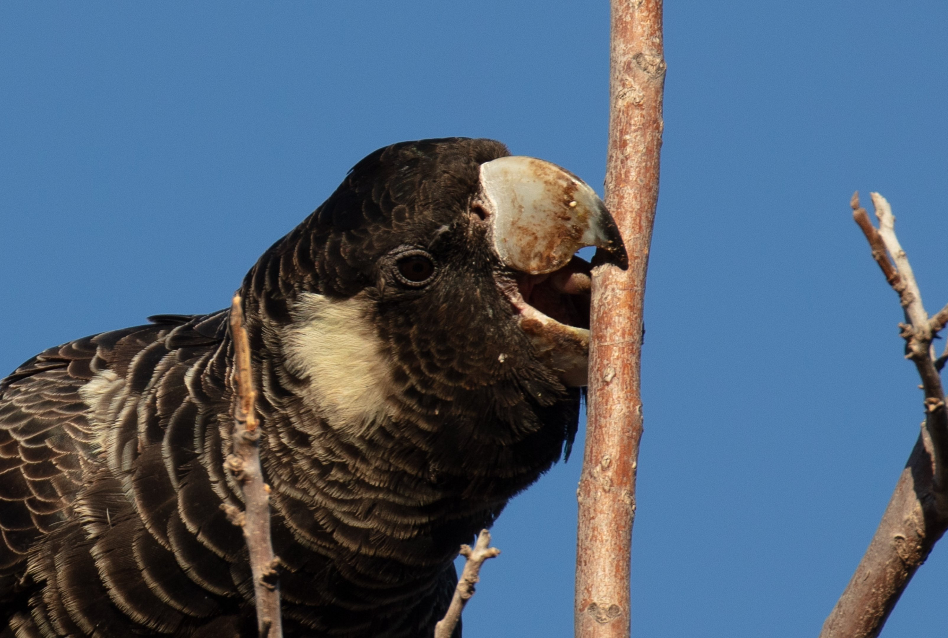 Carnaby's Black Cockatoo