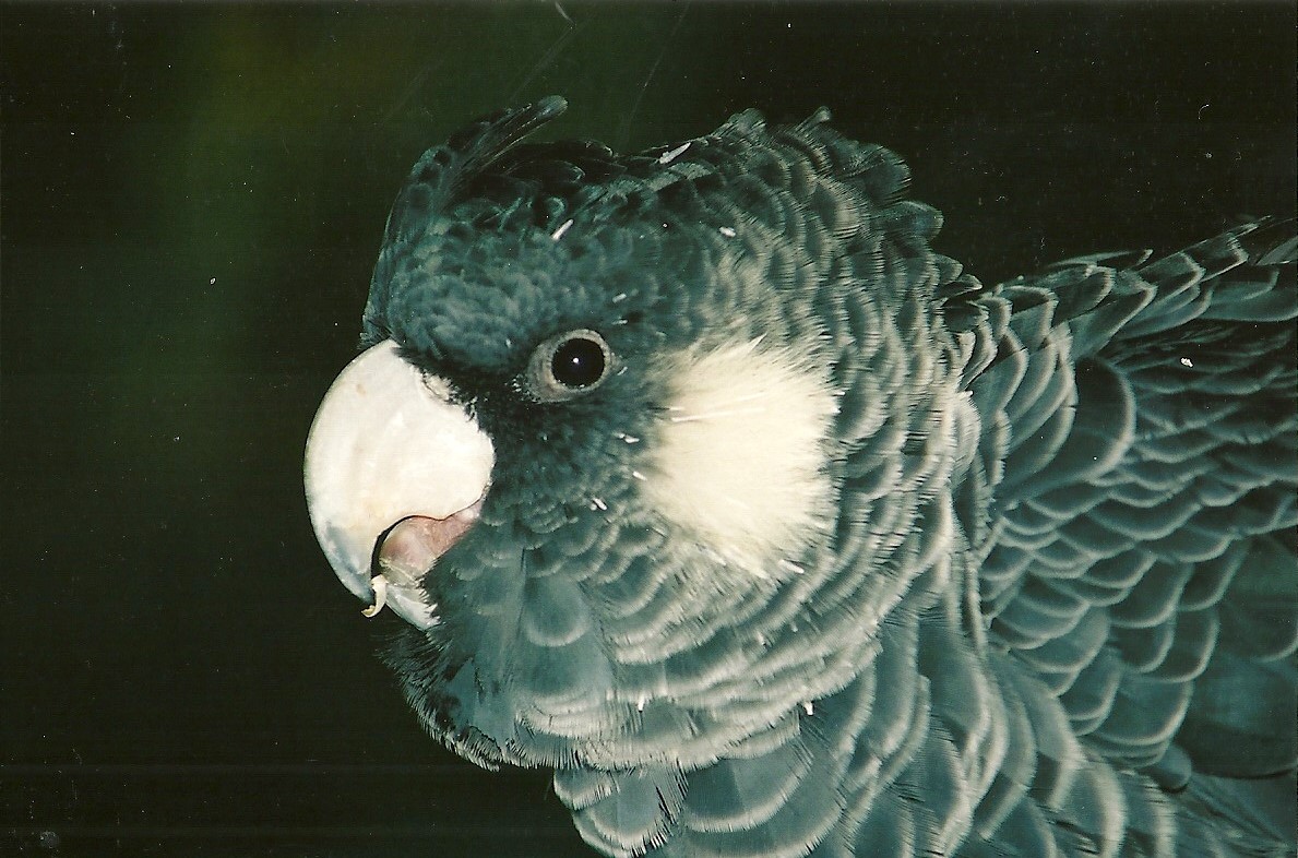 Carnaby's Cockatoo, 23rd March 2004