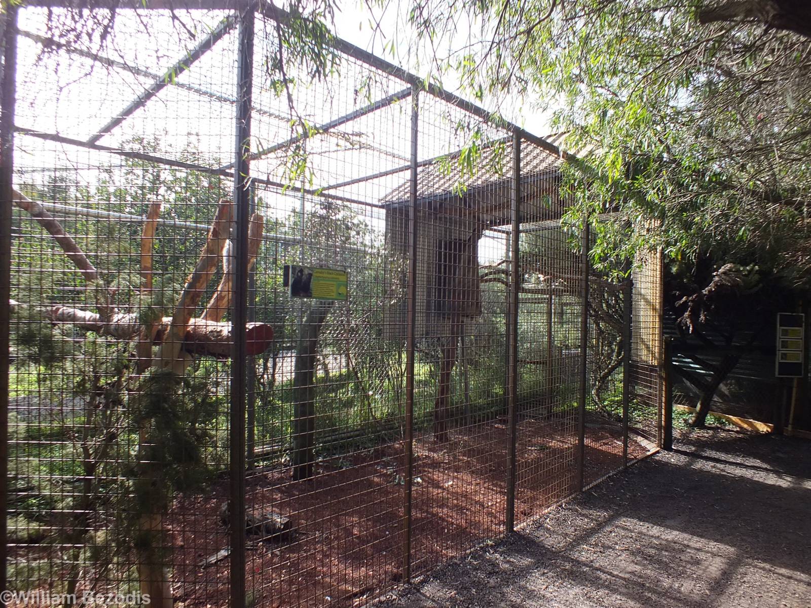 Carnaby's White-tailed Black-cockatoo - Caversham Wildlife Park