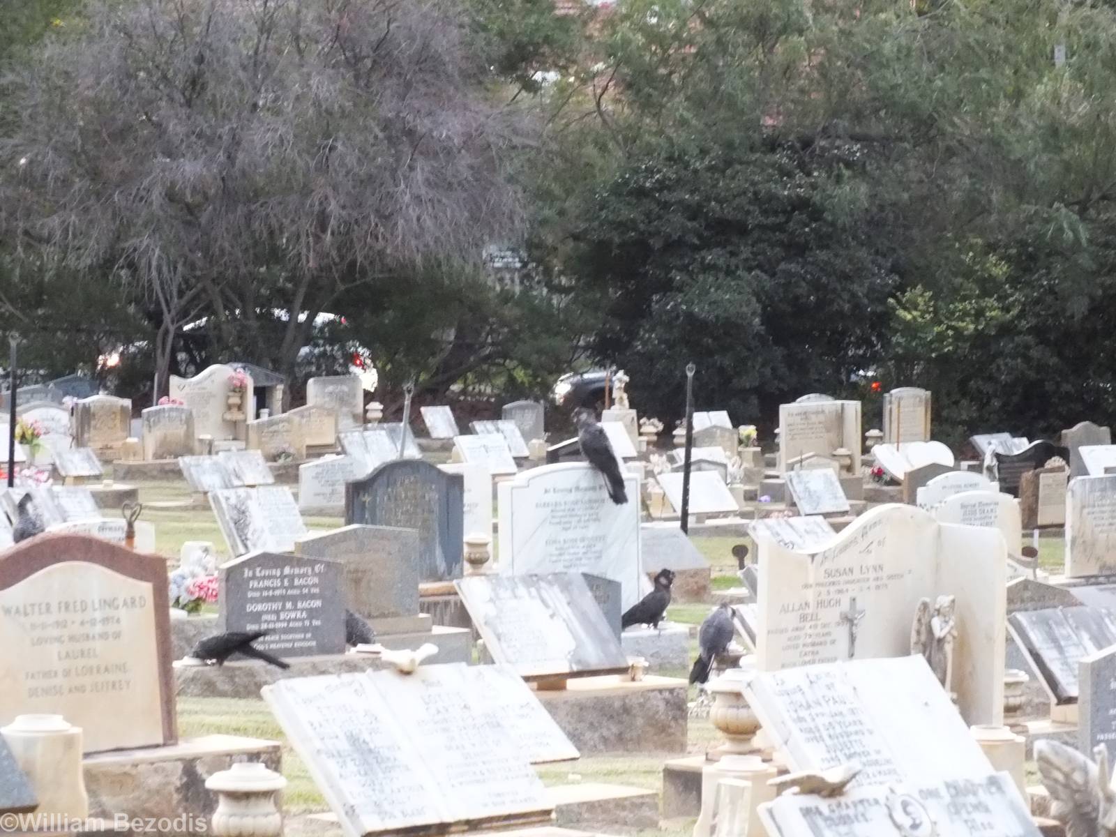 Carnaby's White-tailed Black-cockatoo
