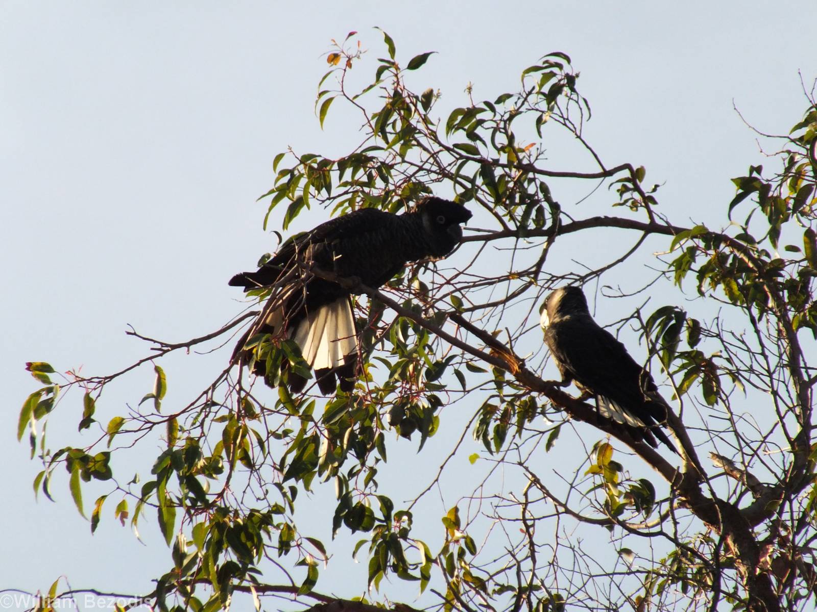 Carnaby's White-tailed Black Cockatoos