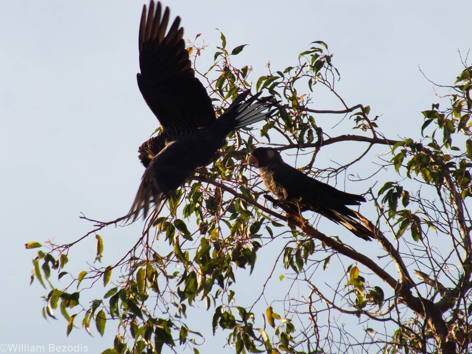 Carnaby's White-tailed Black Cockatoos