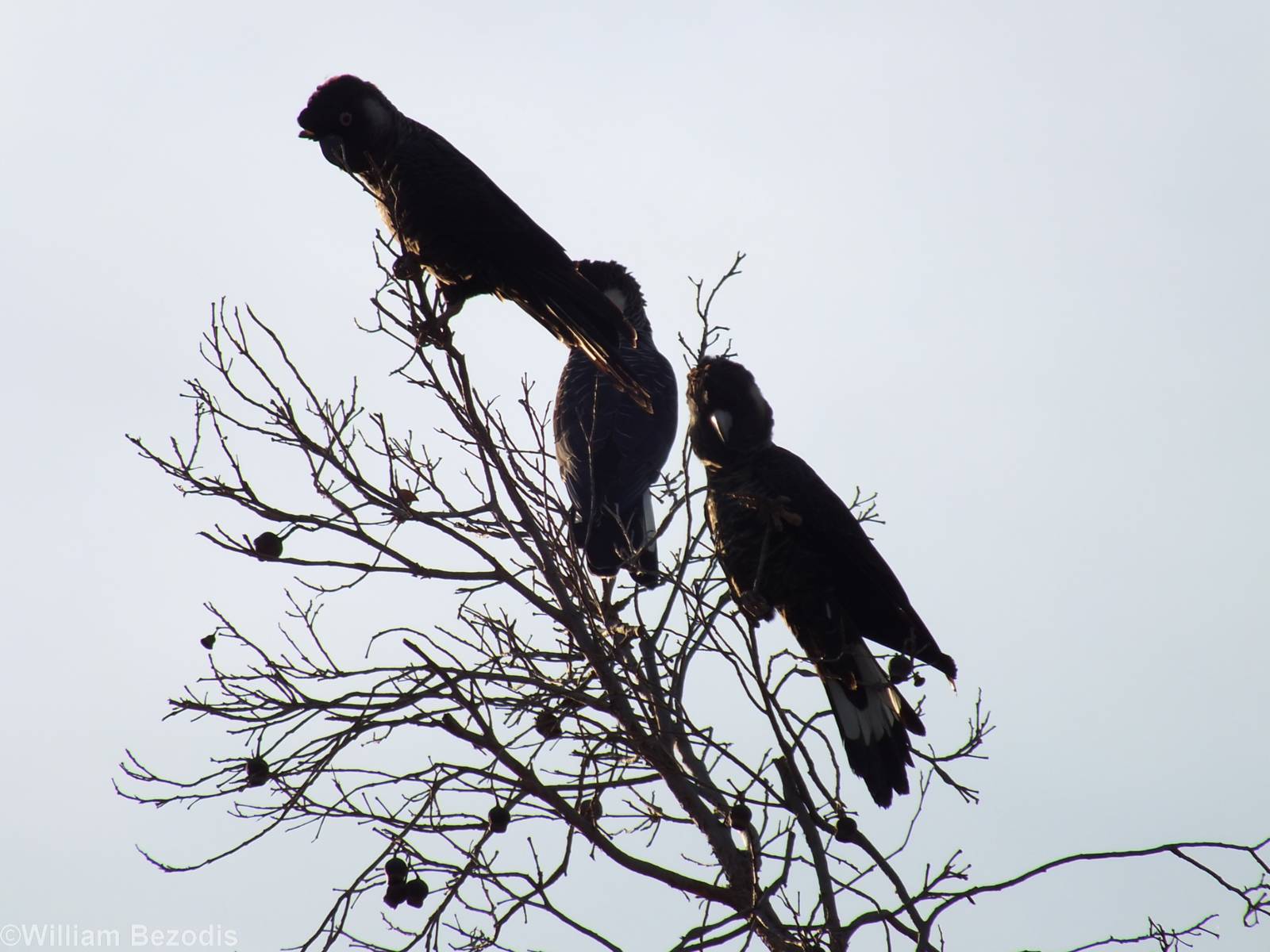 Carnaby's White-tailed Black Cockatoos