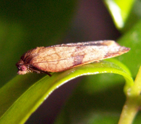 Carnation Tortrix (Cacoecimorpha pronubana)