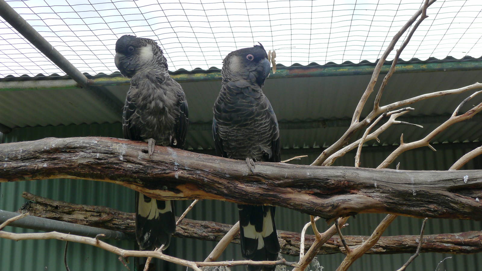 Carnbys white tailed black cockatoo