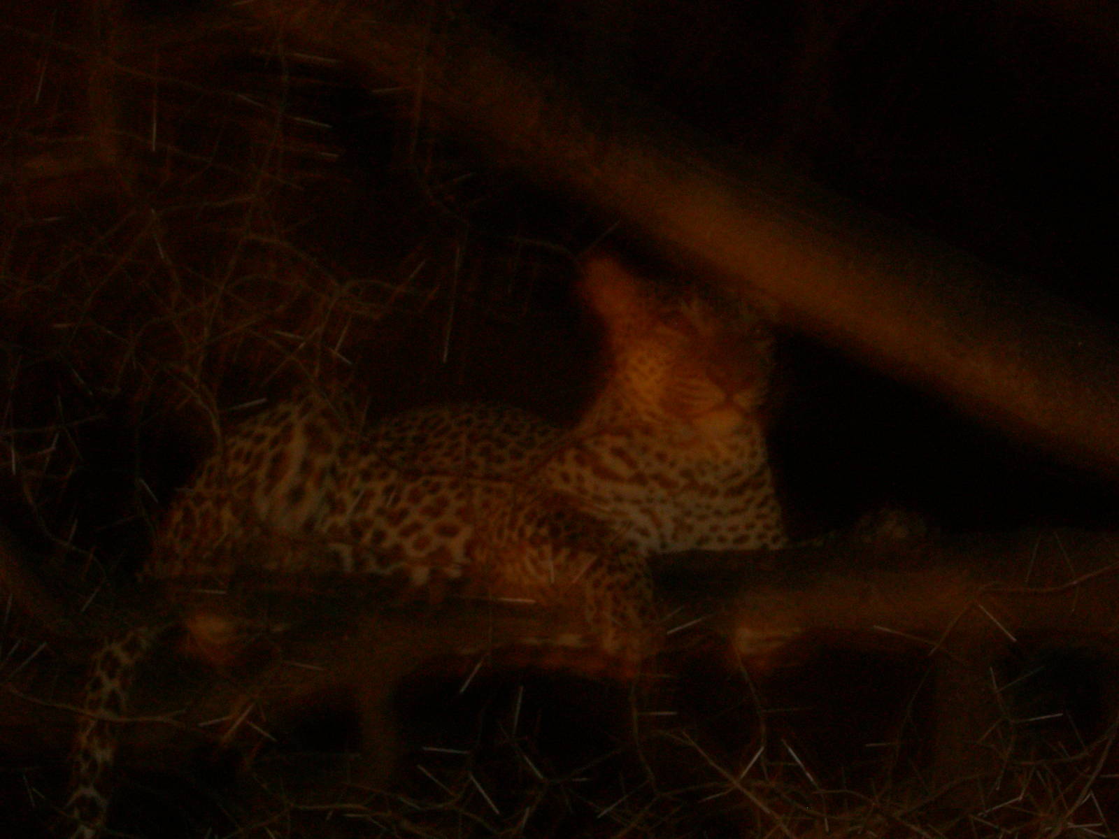 Carnegie Museum of Natural History- African leopard in a tree at night