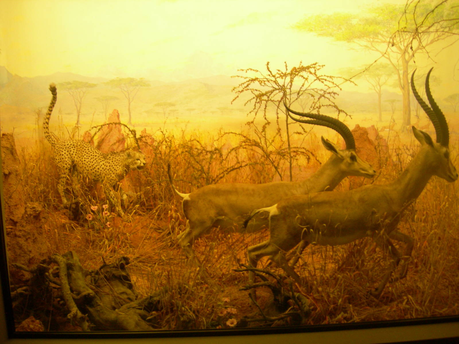 Carnegie Museum of Natural History- Cheetah Hunting Gazelles