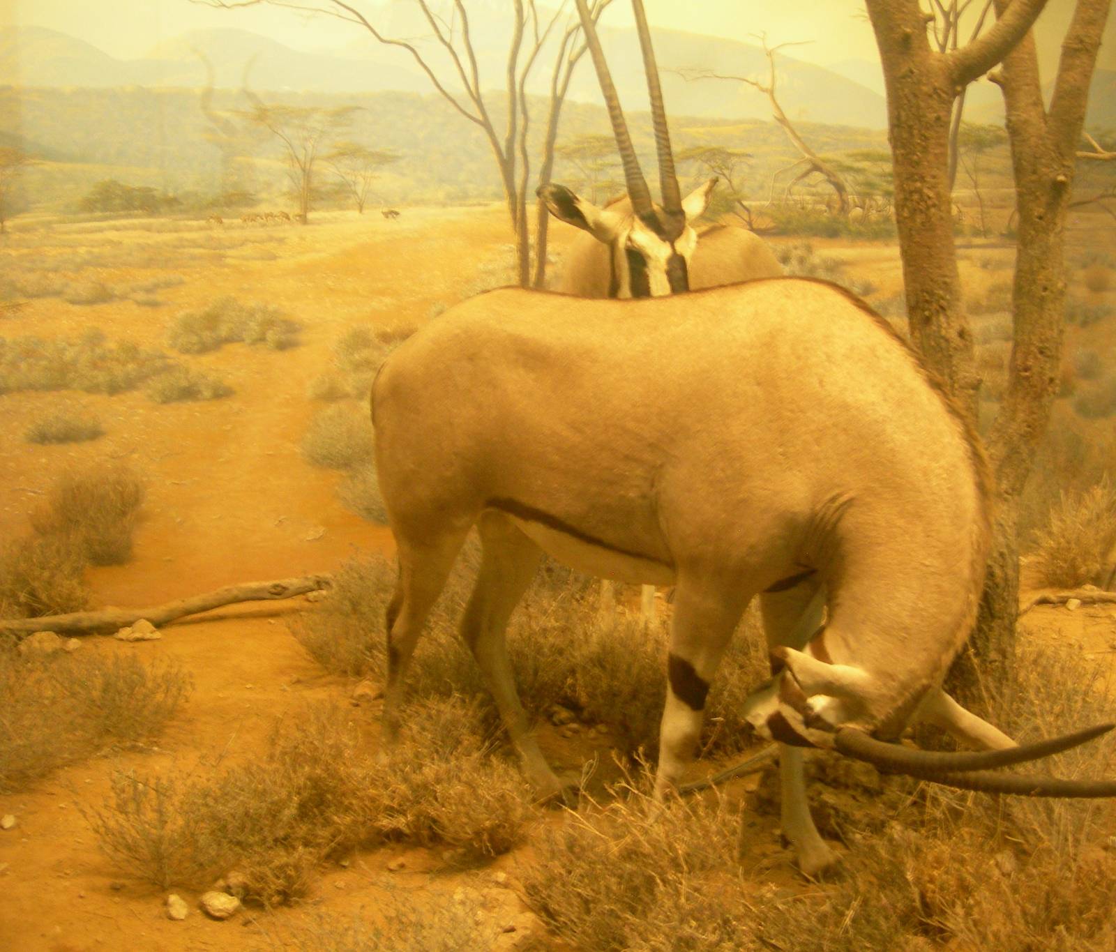 Carnegie Museum of Natural History- Gemsbok