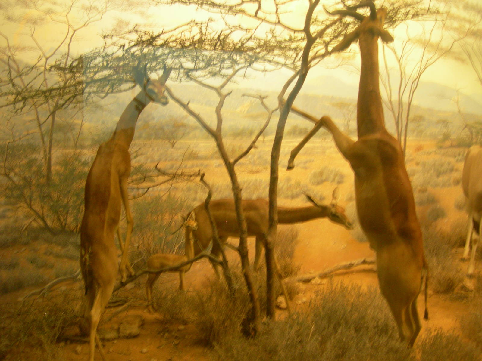Carnegie Museum of Natural History- gerenuk