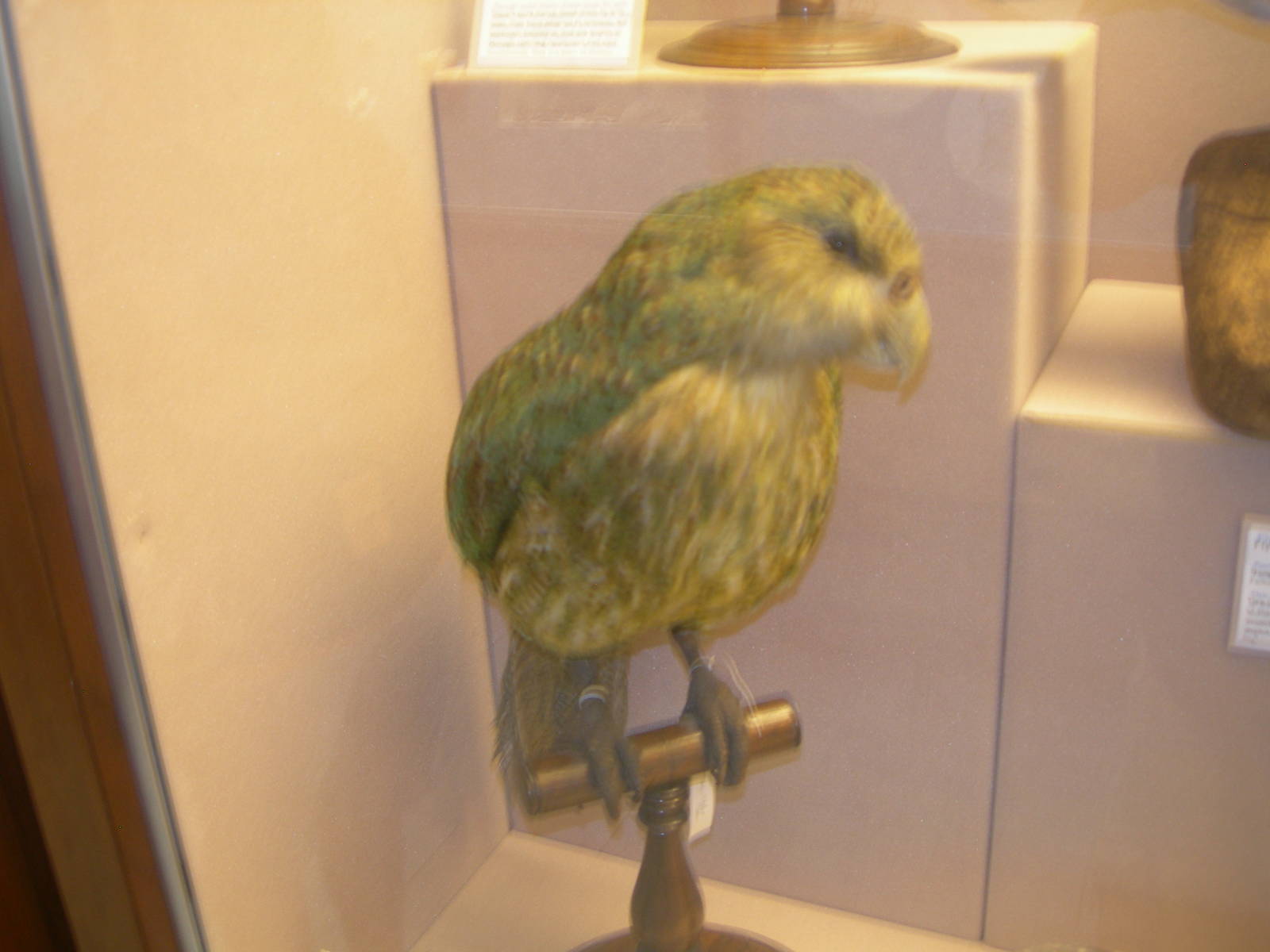 Carnegie Museum of Natural History- Kakapo
