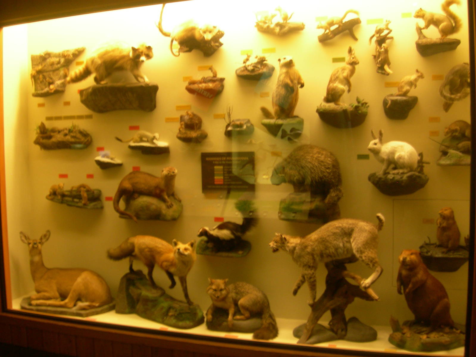 Carnegie Museum of Natural History- Mammals Native to Pennsylvania