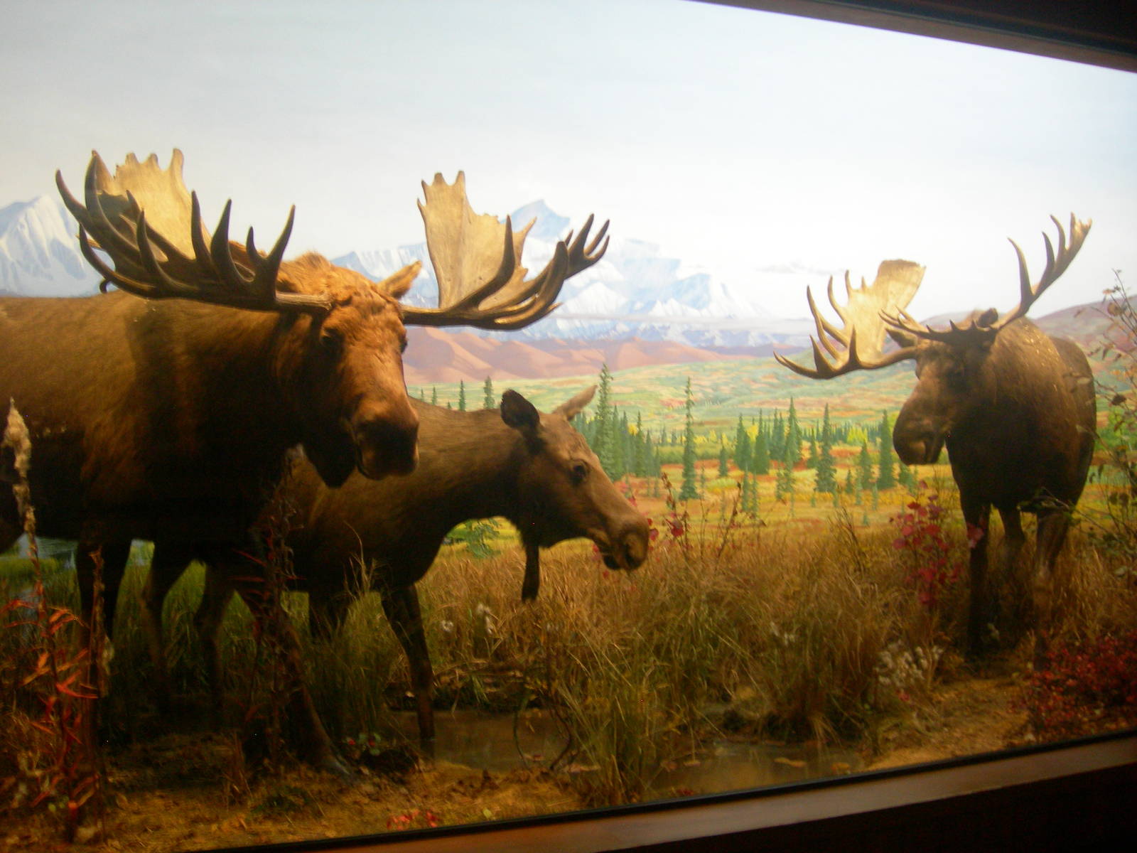 Carnegie Museum of Natural History- Moose